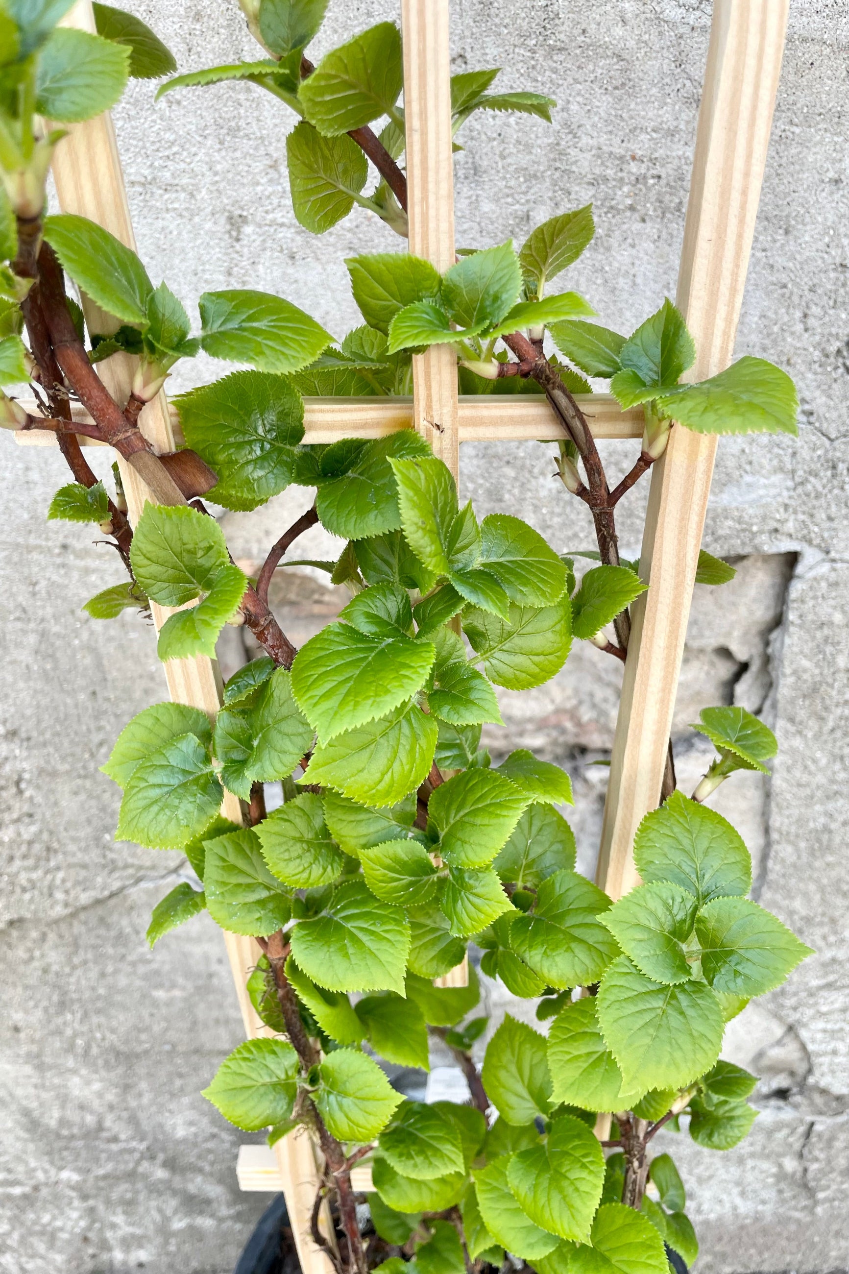 Detail of the Hydrangea anomala petiolaris #1 green vining leaves against a grey wall ©Sprout Home