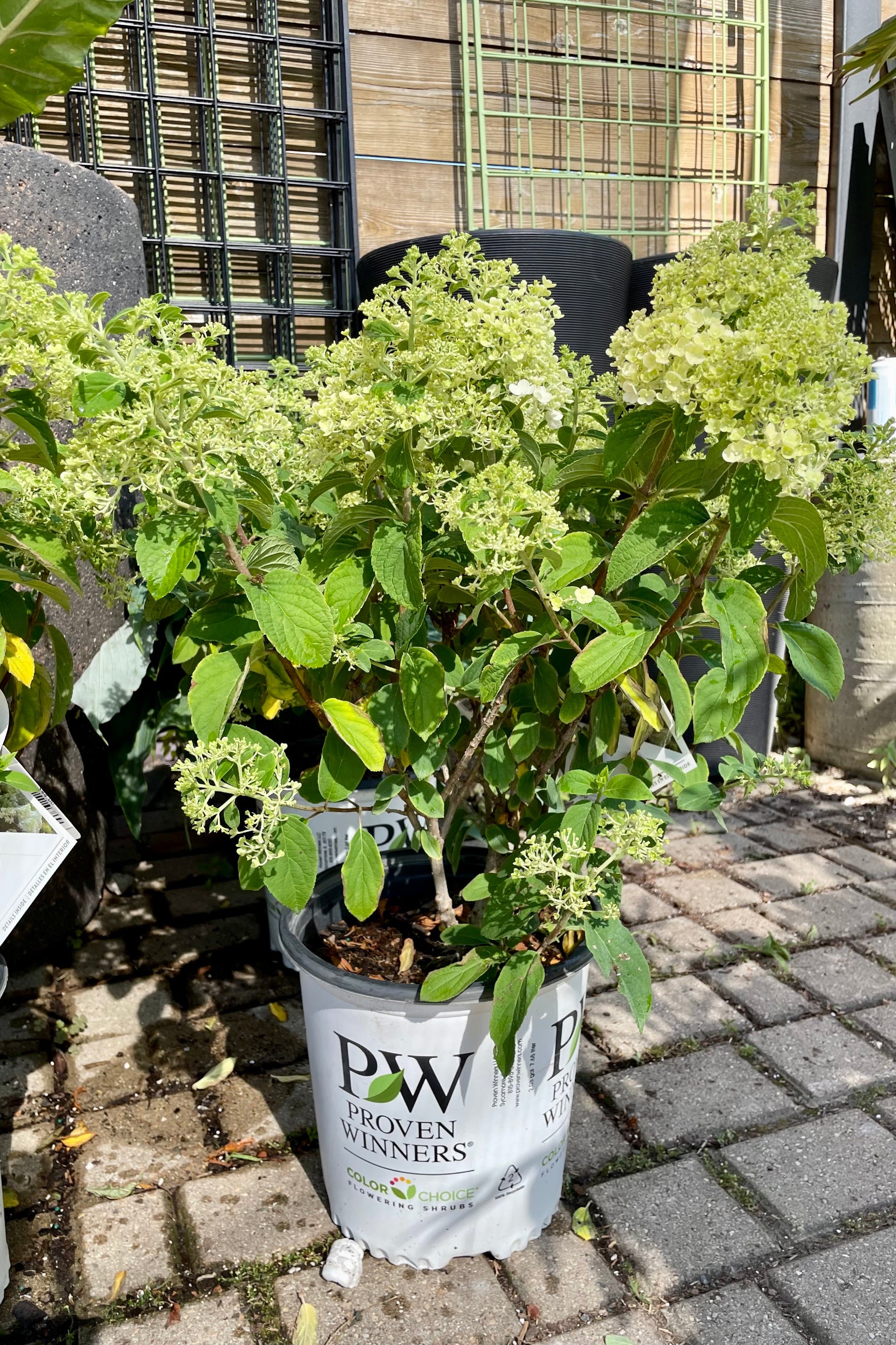Hydrangea 'Bobo' in a #2 pot the end of June showing budding and some bloom at Sprout Home. ©Sprout Home
