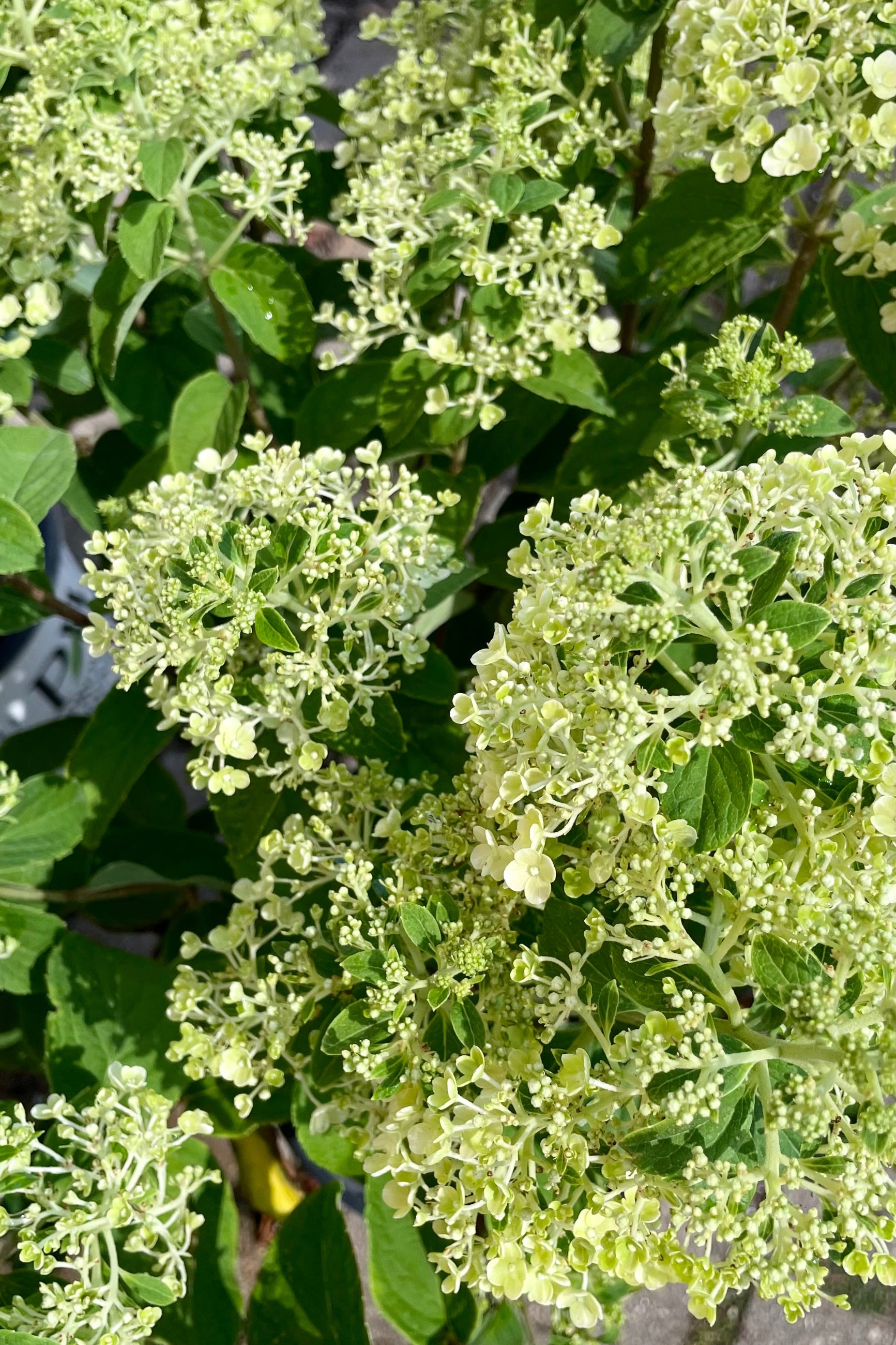 A detail picture of the off white bud and beginning of bloom of the Hydrangea 'Bobo' the end of June at Sprout Home. ©Sprout Home