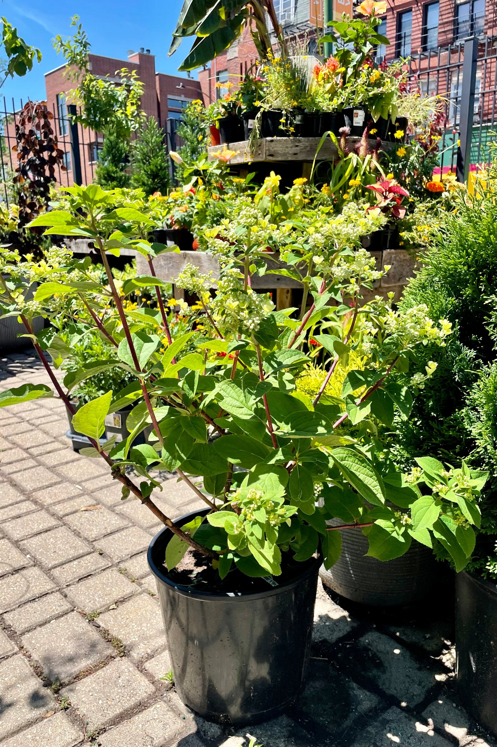 Hydrangea 'Fire and Ice" in mid June in a #3 container in bud state with other plants surrounding it at Sprout Home. ©Sprout Home