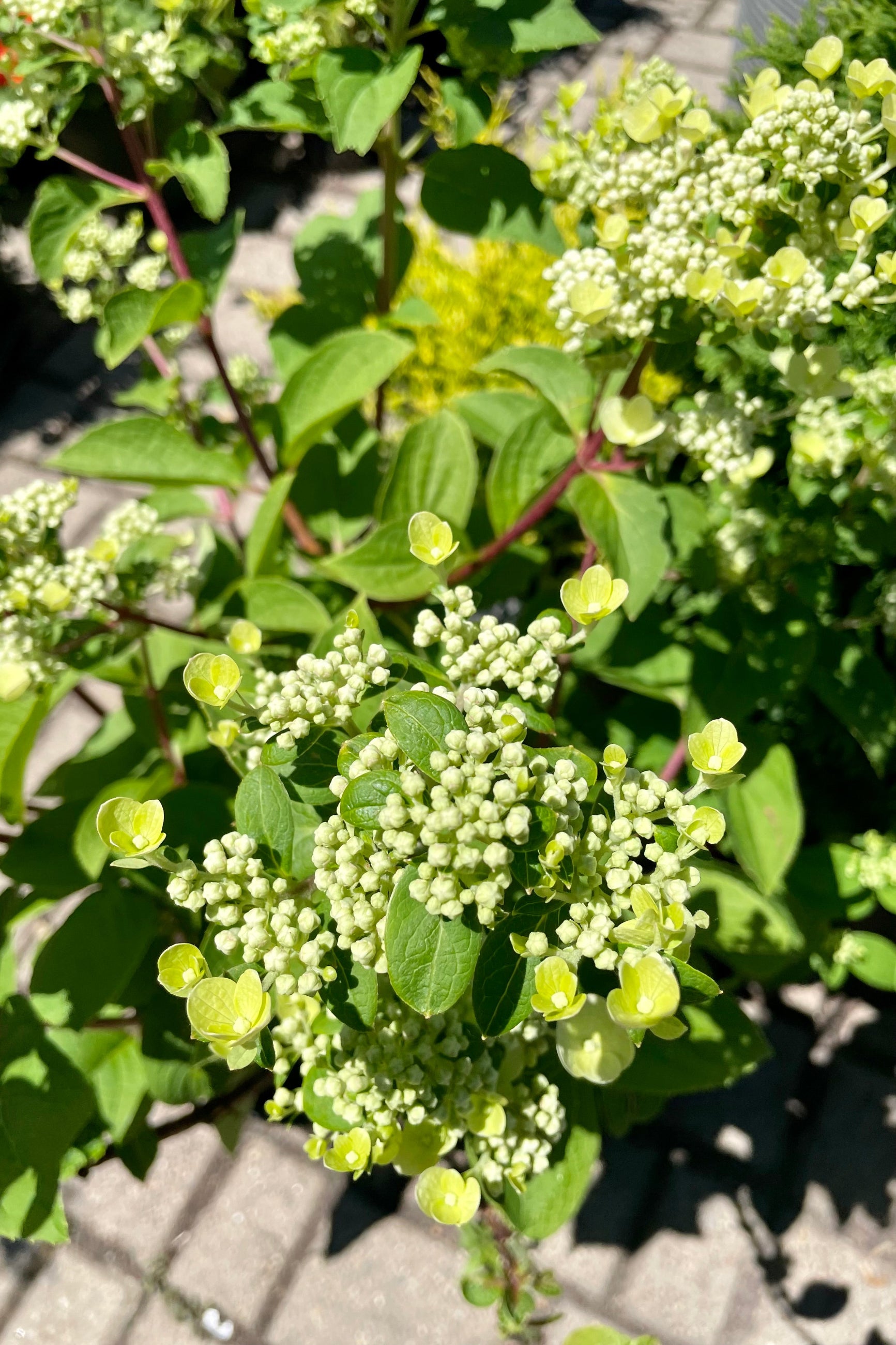 Hydrangea 'Fire and Ice' in bud state mid June at Sprout Home ©Sprout Home
