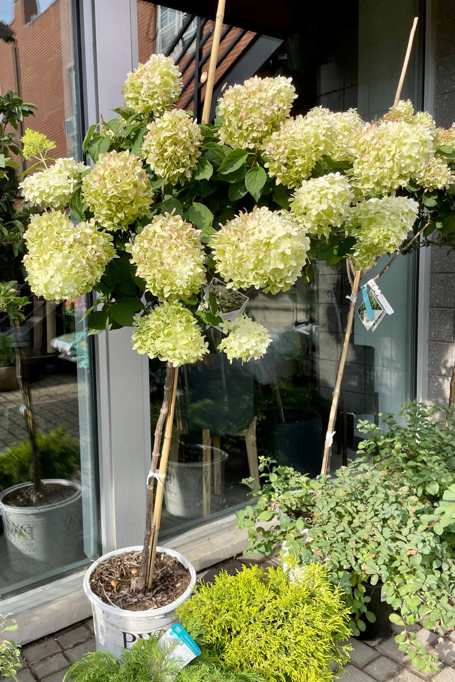 Hydrangea 'Liimelight' tree the beginning of September in a #10 pot. ©Sprout Home