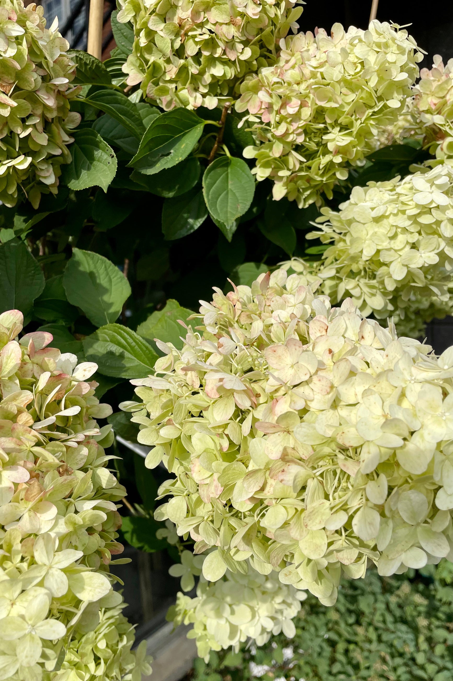 Hydrangea 'Limelight' in bloom beginning of September showing the white panicles of flowers. ©Sprout Home