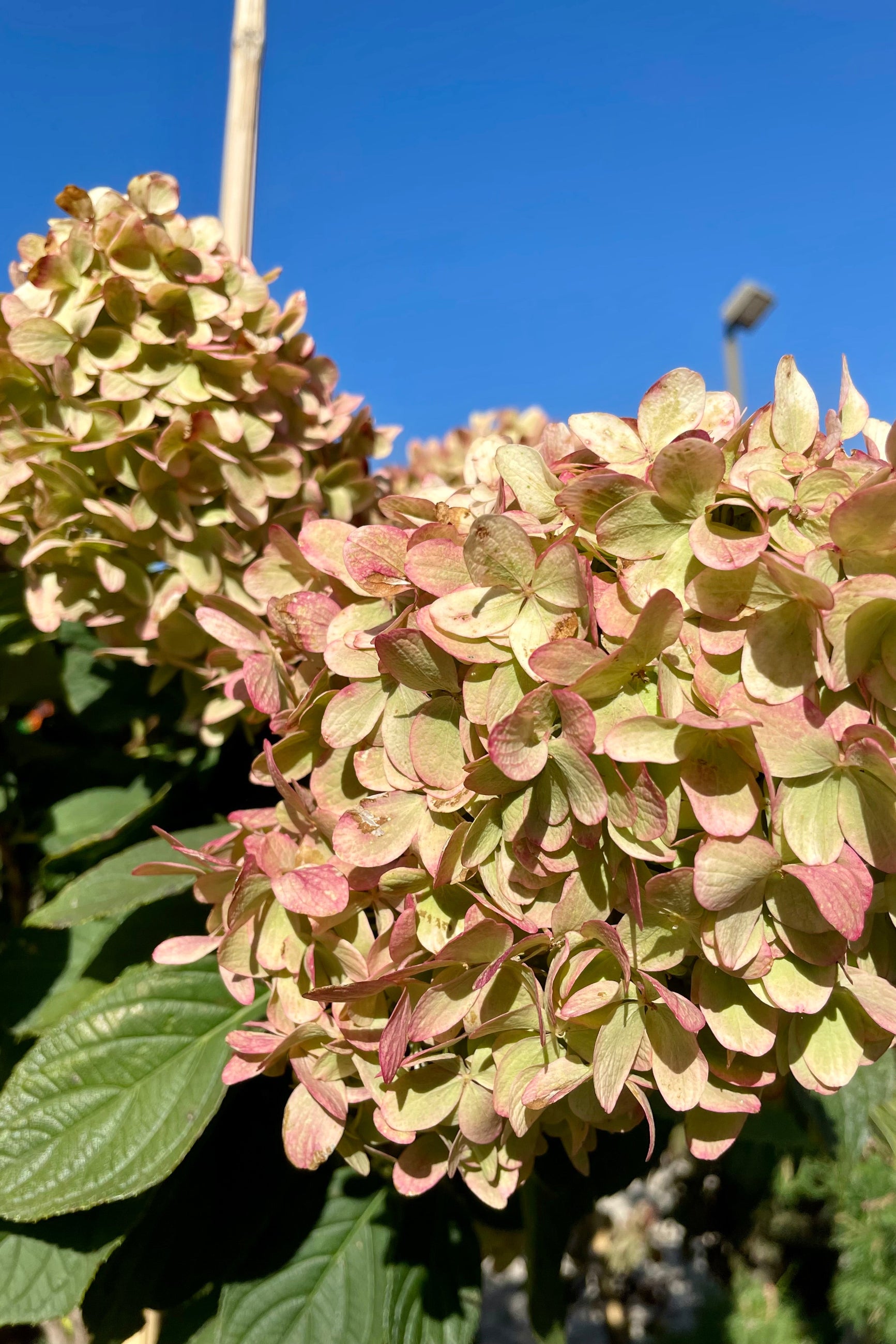 The rose tinted massive blooms of the Hydrangea 'Limelight' in fall the beginning of October. ©Sprout Home