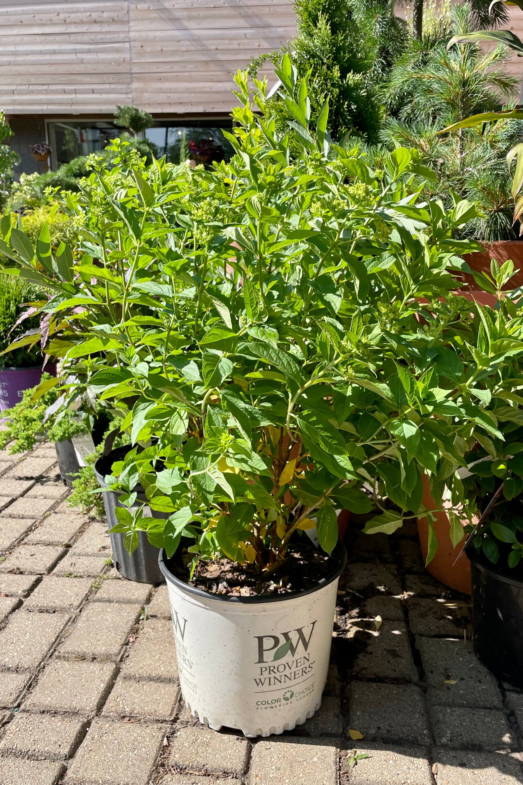 #3 pot size of the Hydrangea 'Little Lime' the end of June just beginning to bloom at Sprout Home. ©Sprout Home