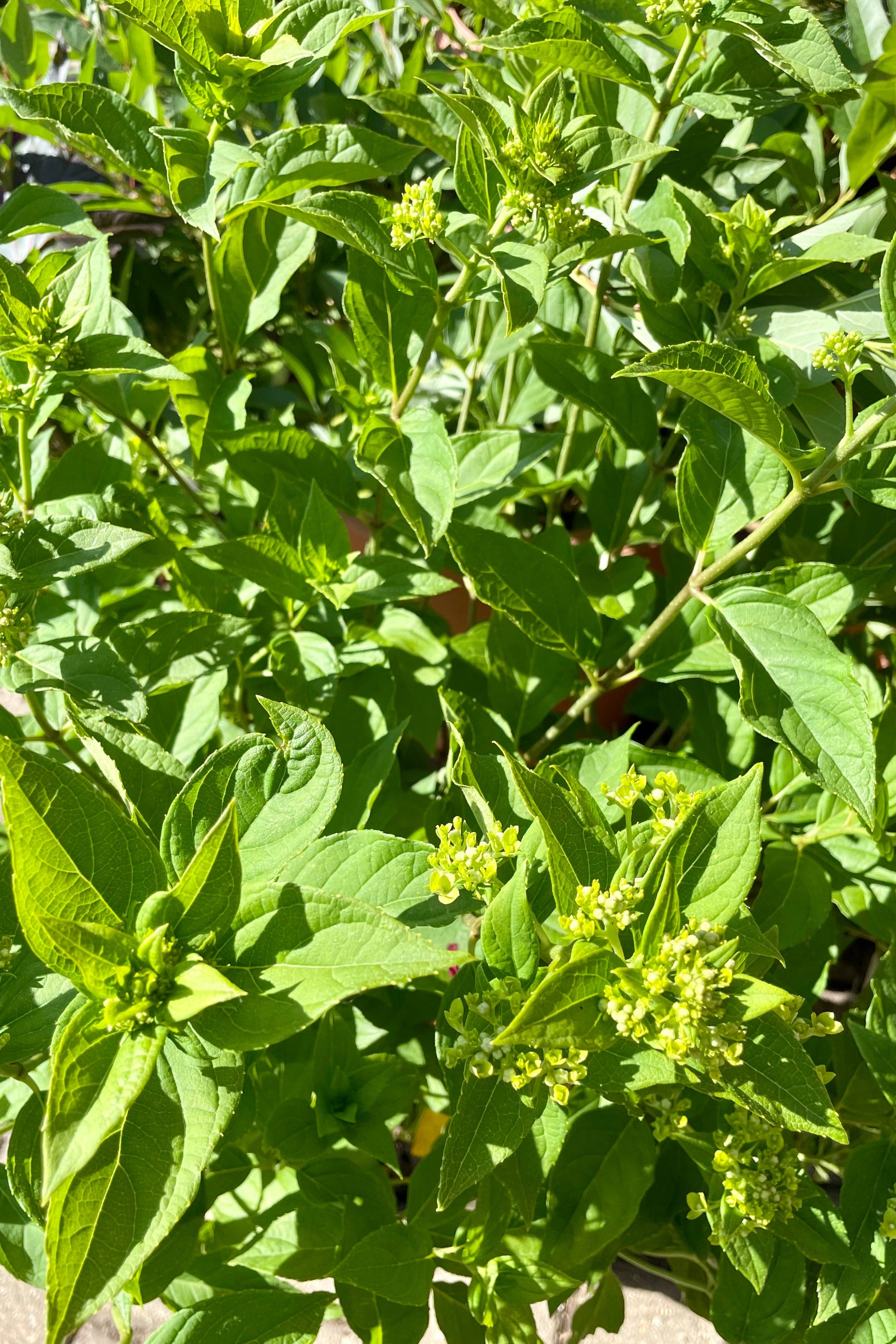 A detail picture of the buds of the Hydrangea 'Little Lime' just starting to bloom on top of light green foliage the end of June at Sprout Home. ©Sprout Home