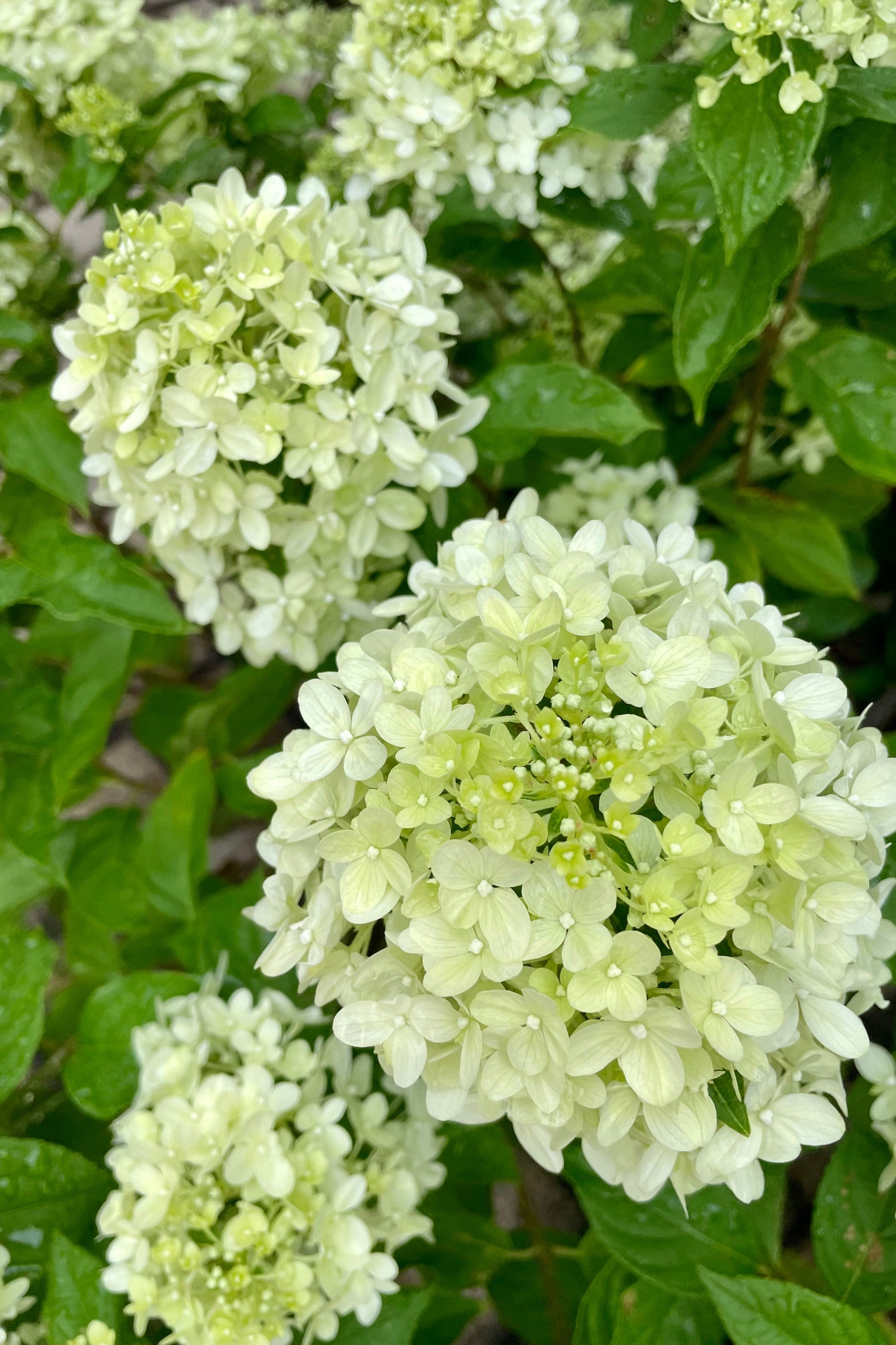 Hydrangea 'Little Lime' in full bloom with its soft cream panicle of flowers mid July at Sprout Home. ©Sprout Home