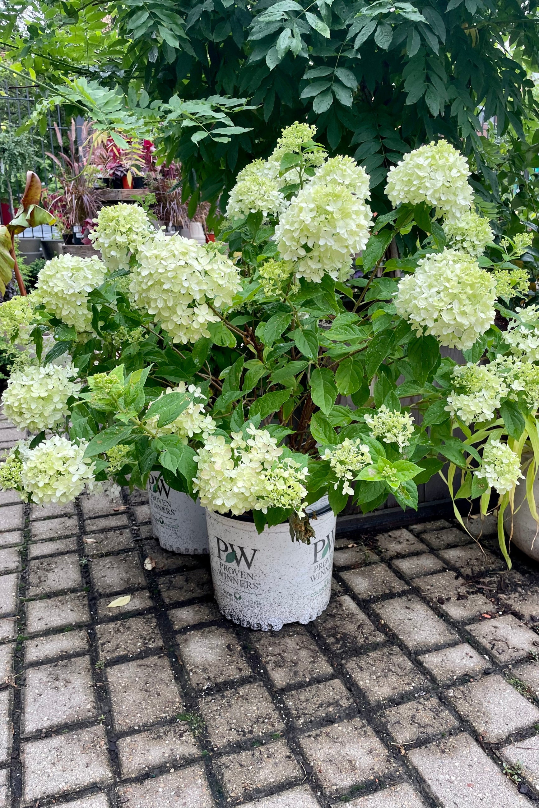 Hydrangea 'Little Lime' in a #3 pot in full bloom with its soft white huge flower heads mid July at Sprout Home. ©Sprout Home