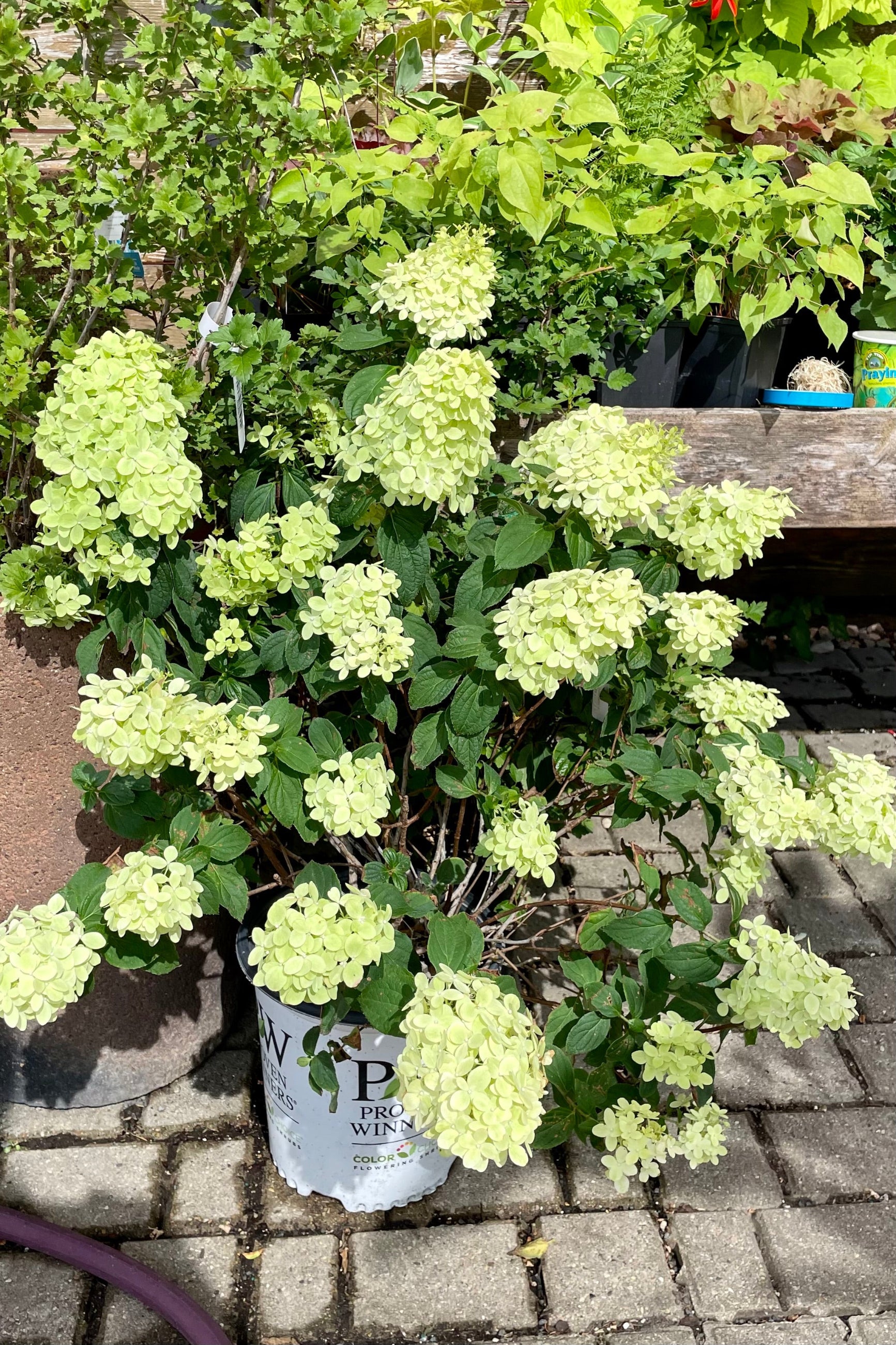 #2 pot size of the Hydrangea 'Limelight Prime' in full bloom covered in creamy white flowers formed in to panicles the end of July at Sprout Home. ©Sprout Home