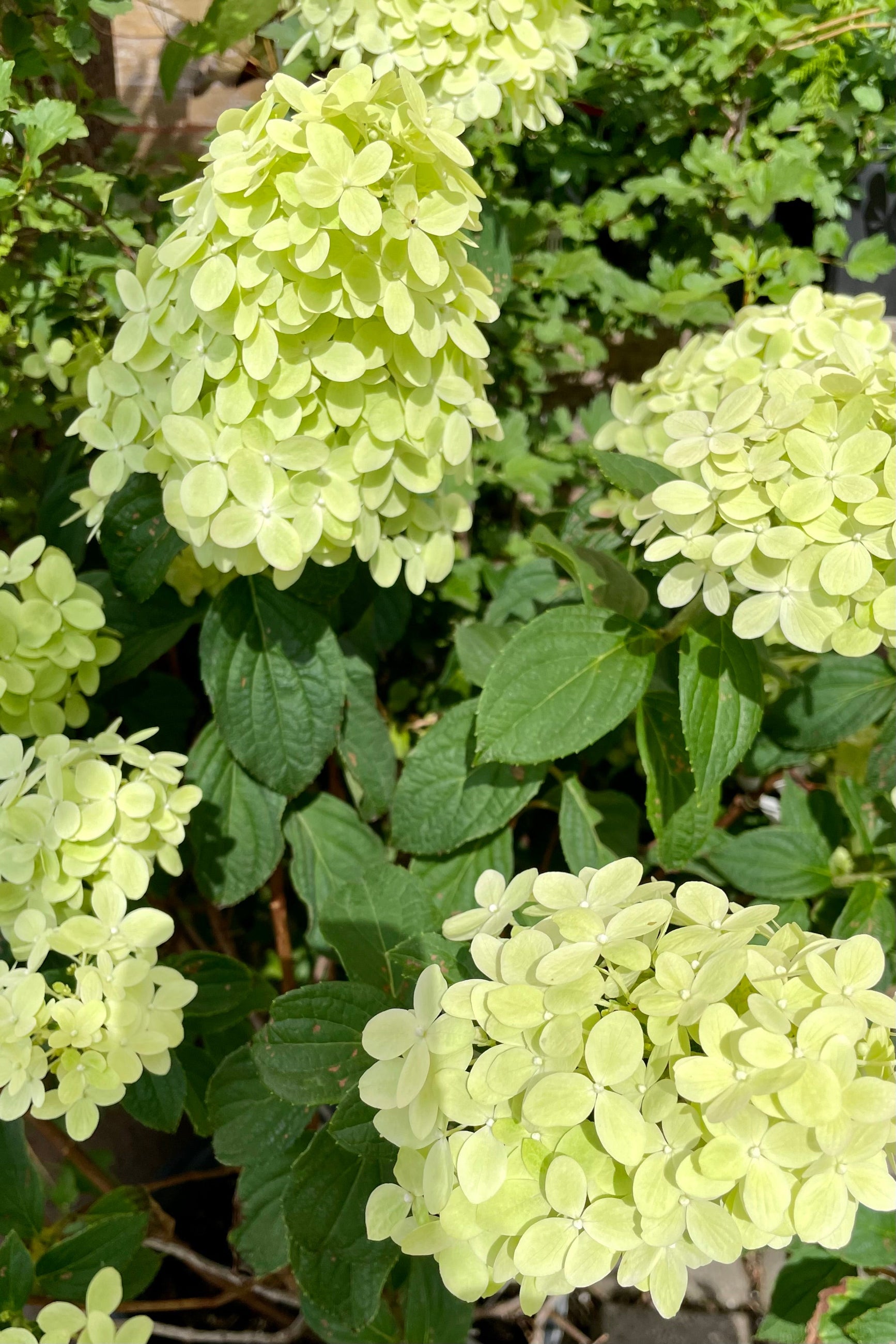The creamy flower panicles of the Hydrangea 'Limelight Prime' in full bloom the end of July at Sprout Home. ©Sprout Home