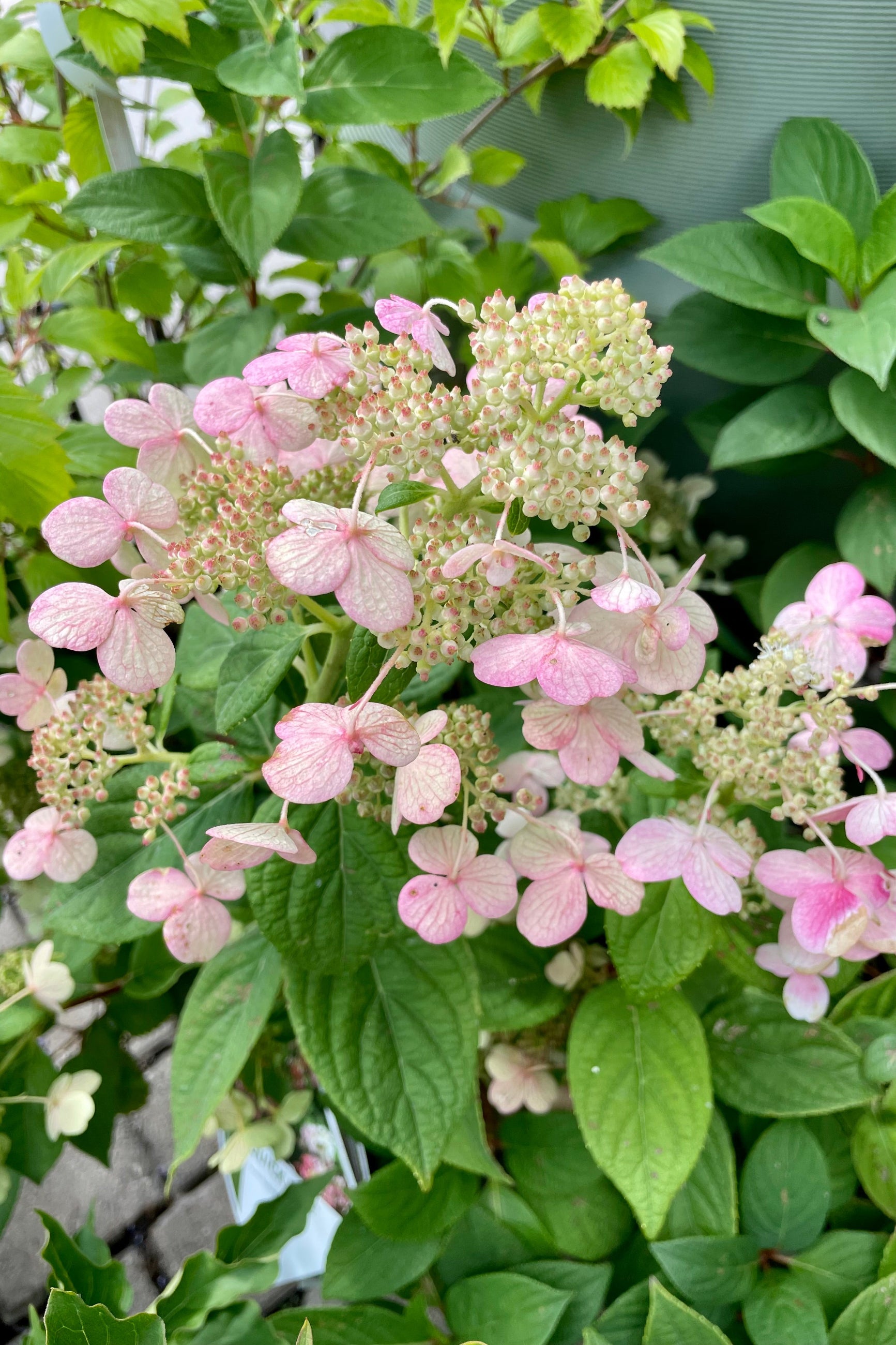 Hydrangea 'Quick Fire' flowers starting to show signs of pink with the cream panicles the end of July at Sprout Home. ©Sprout Home
