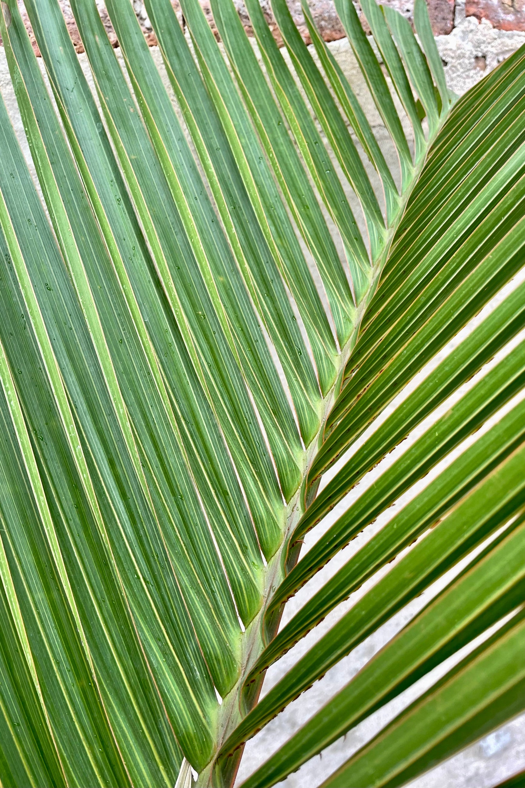 Hyophorbe lagenicaulis "Bottle Palm" 14" detail of green palm leaves against a grey wall ©Sprout Home