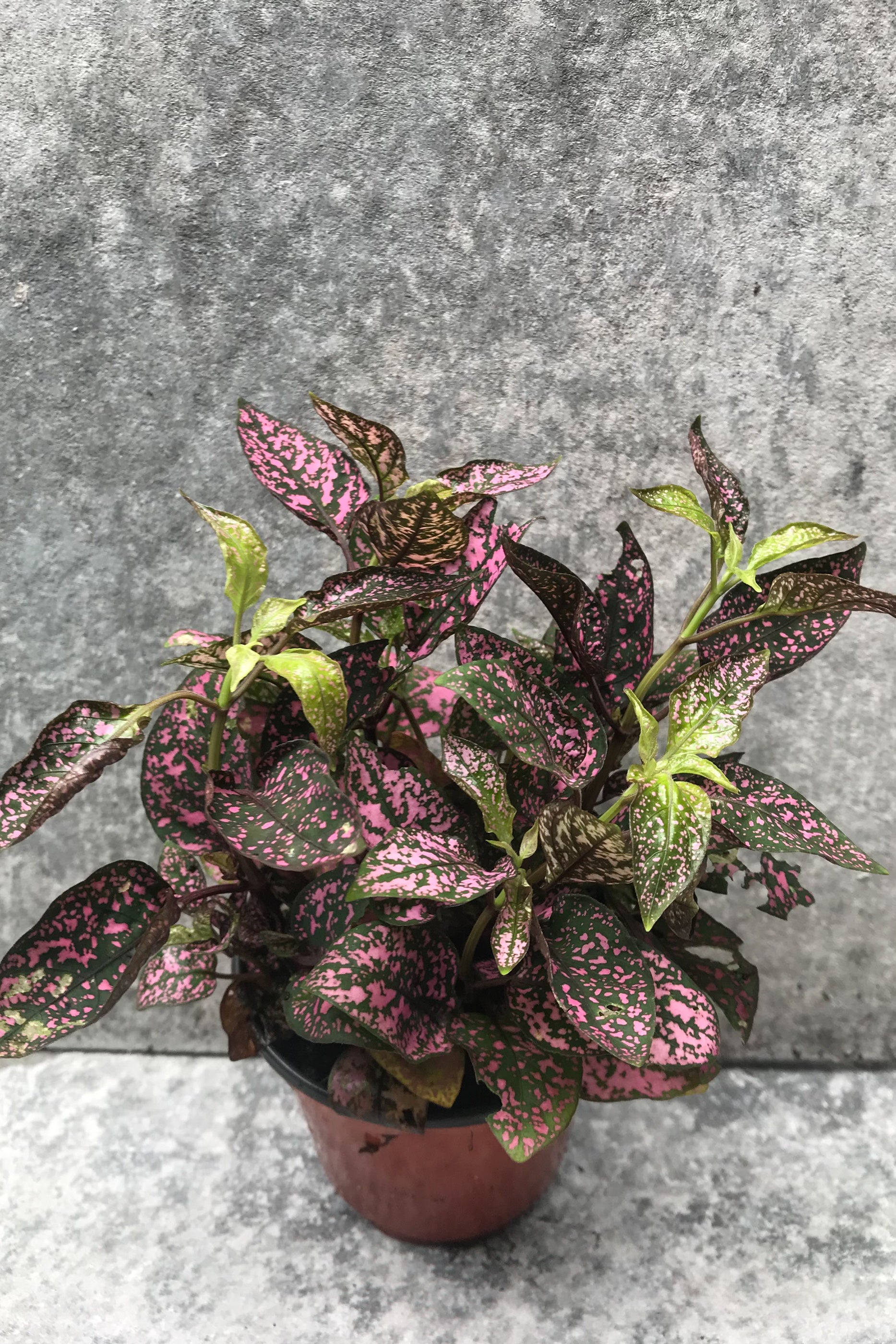 Pink Hypoestes phyllostachya "Polka Dot Plant" in grow pot in front of grey background