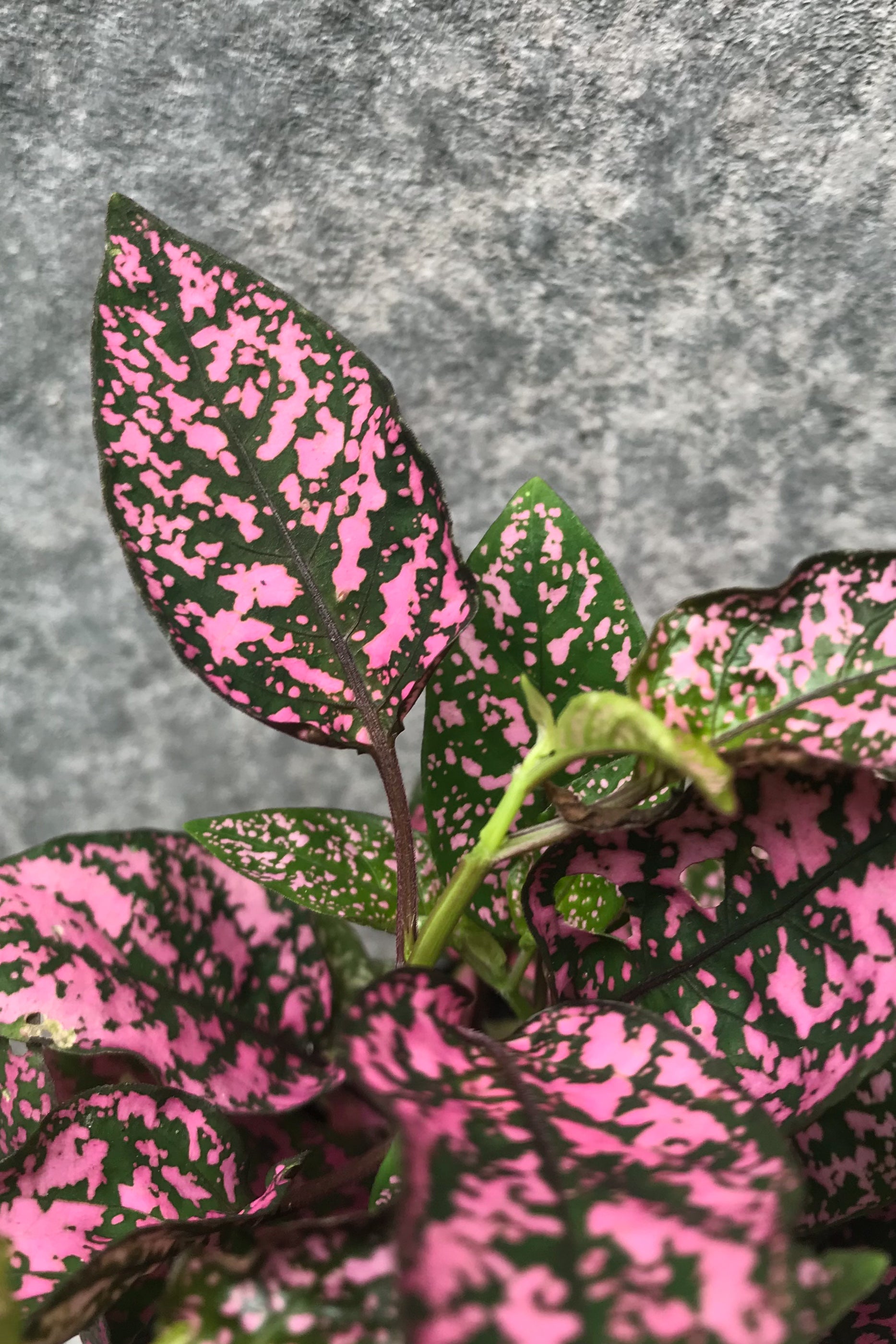 Close up of pink Hypoestes phyllostachya "Polka Dot Plant" leaves