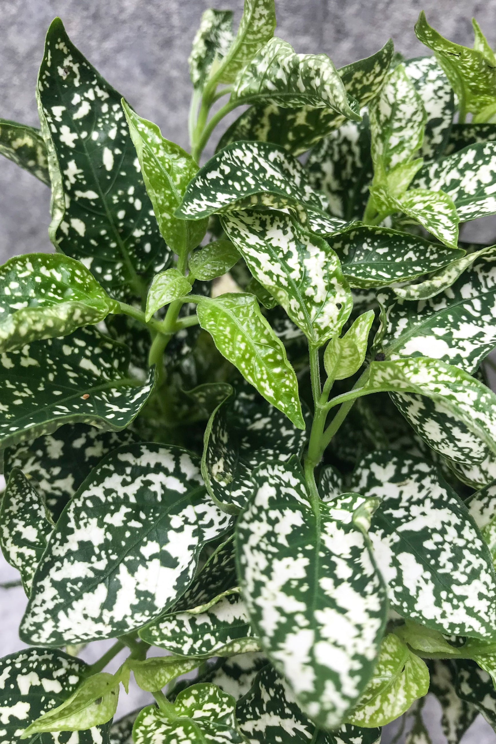 Close up of white Hypoestes phyllostachya "Polka Dot Plant" leaves ©Sprout Home
