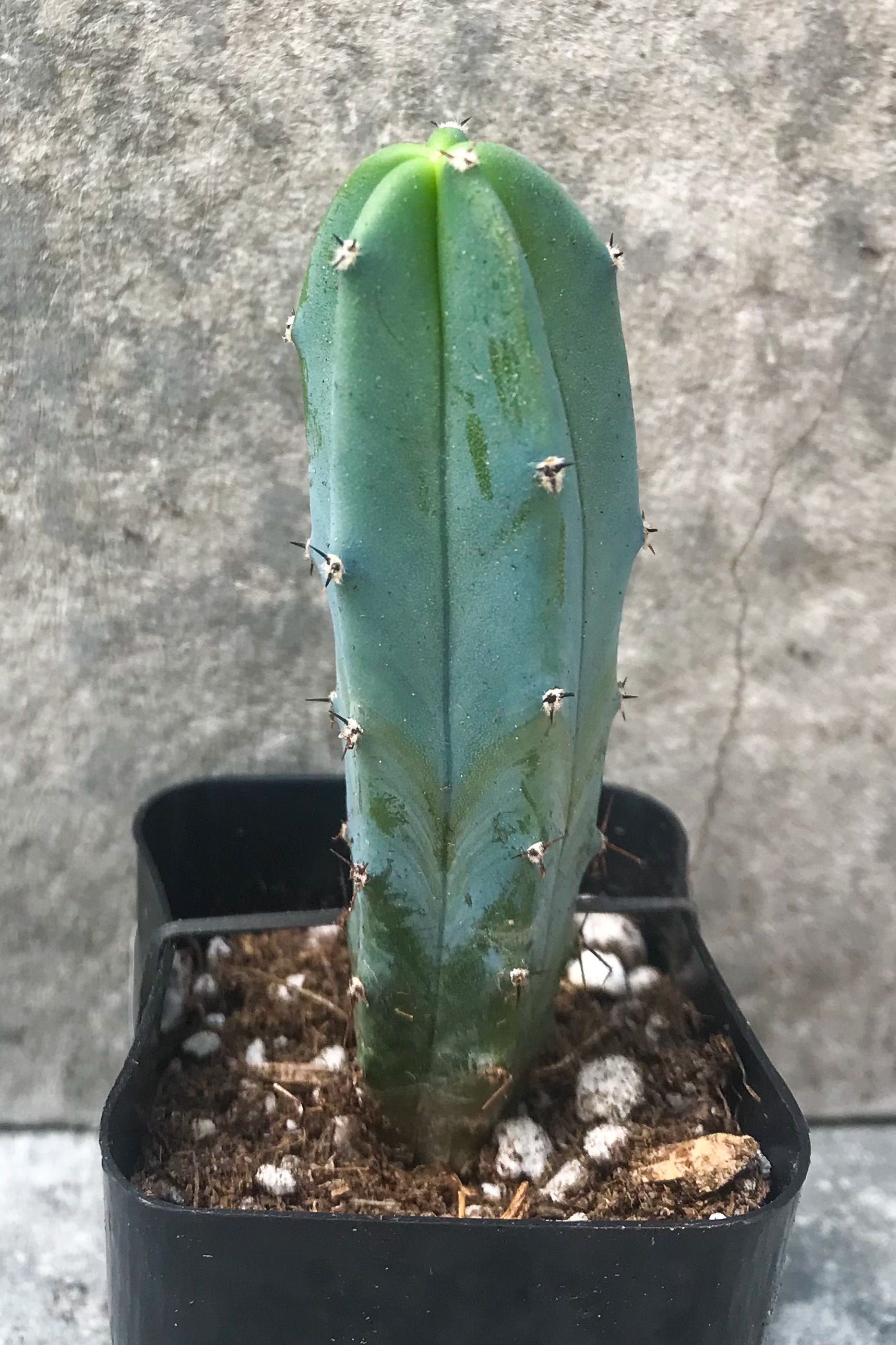 Myrtillocactus geometrizans in grow pot in front of grey background