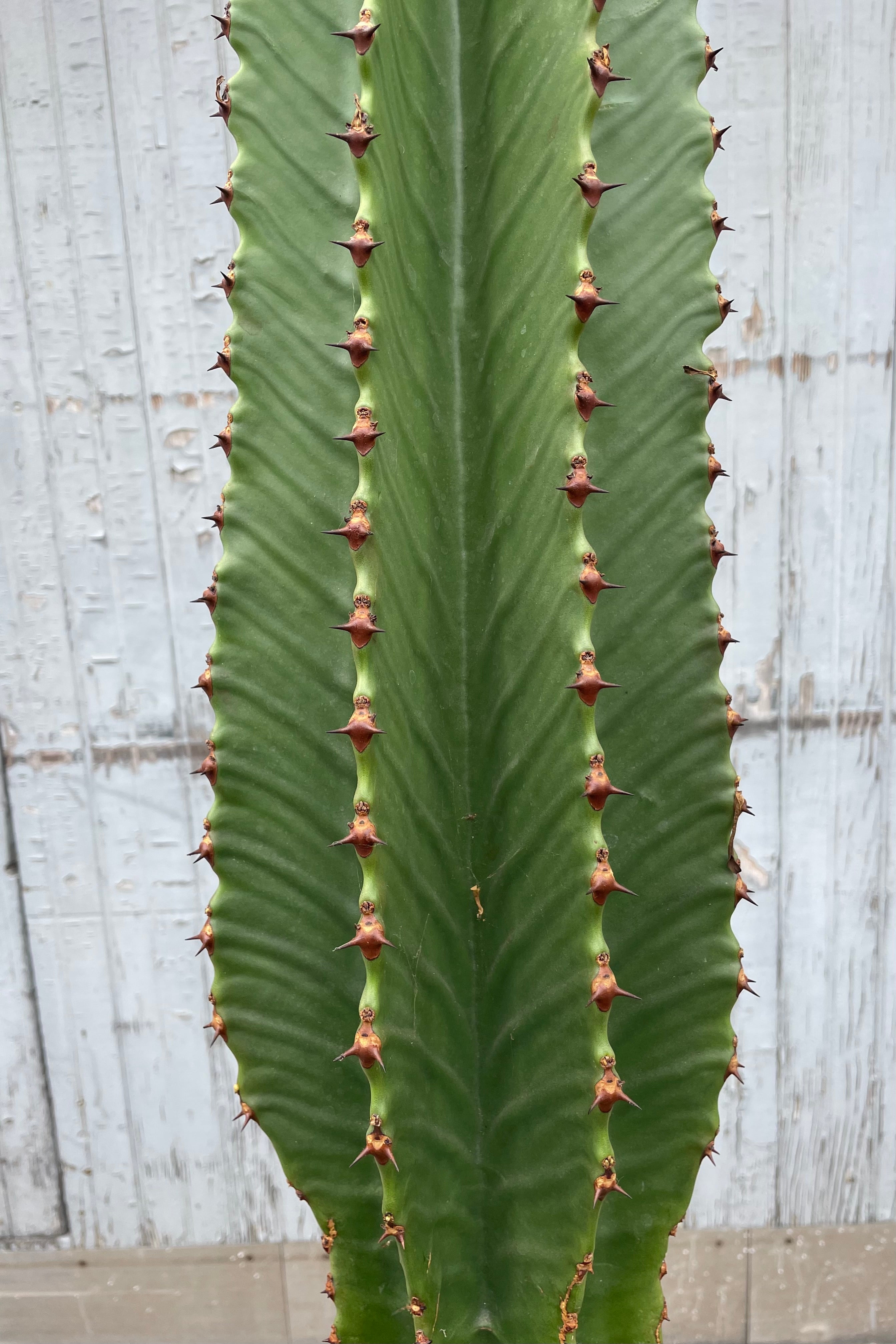 Close up photo of green stem and brown spine shields against a gray wall.