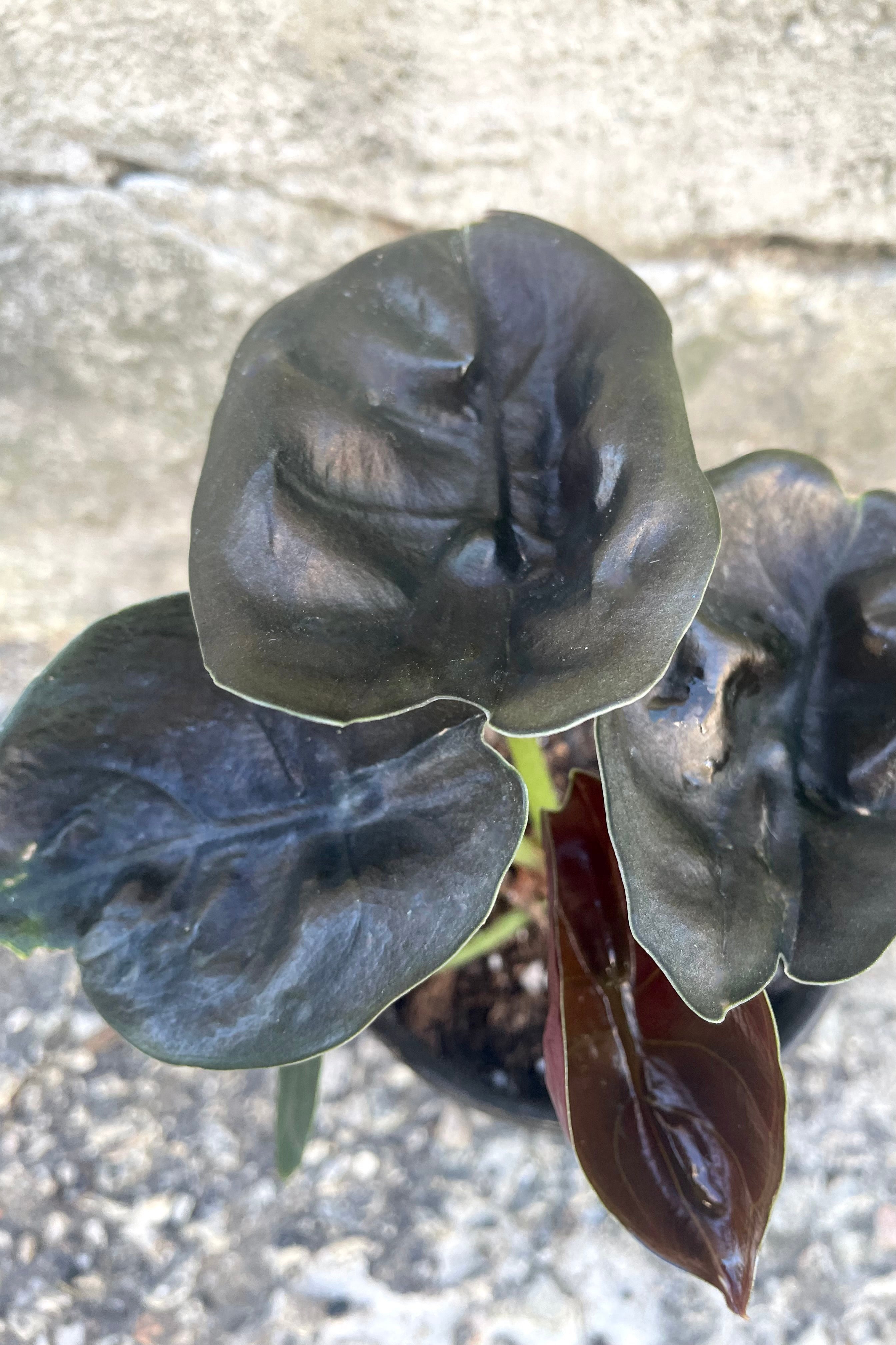 An overhead view of Alocasia cuprea 4" against a concrete backdrop