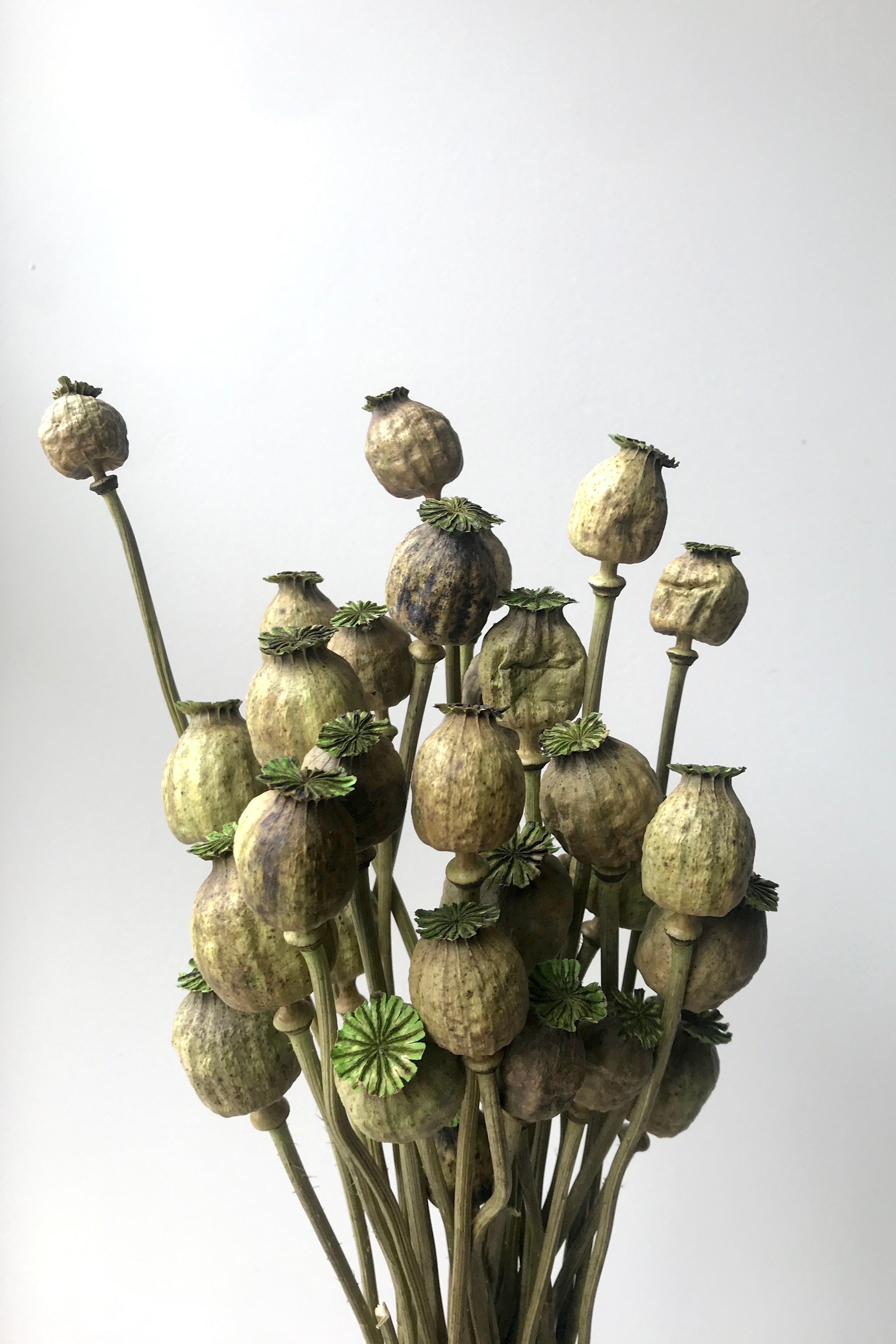 A view of Poppy vaporizado preserved Olive Color Bunch against a white backdrop