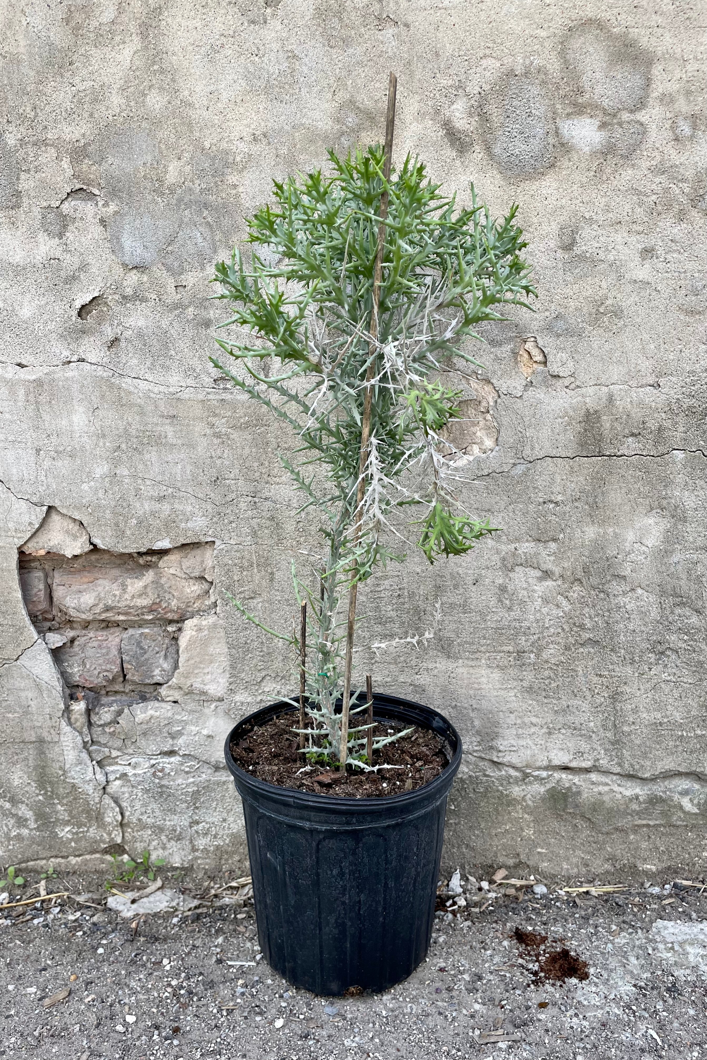 Euphorbia stenoclada "Silver Thicket" 10" black growers pot with thorny thicket plant against a grey wall