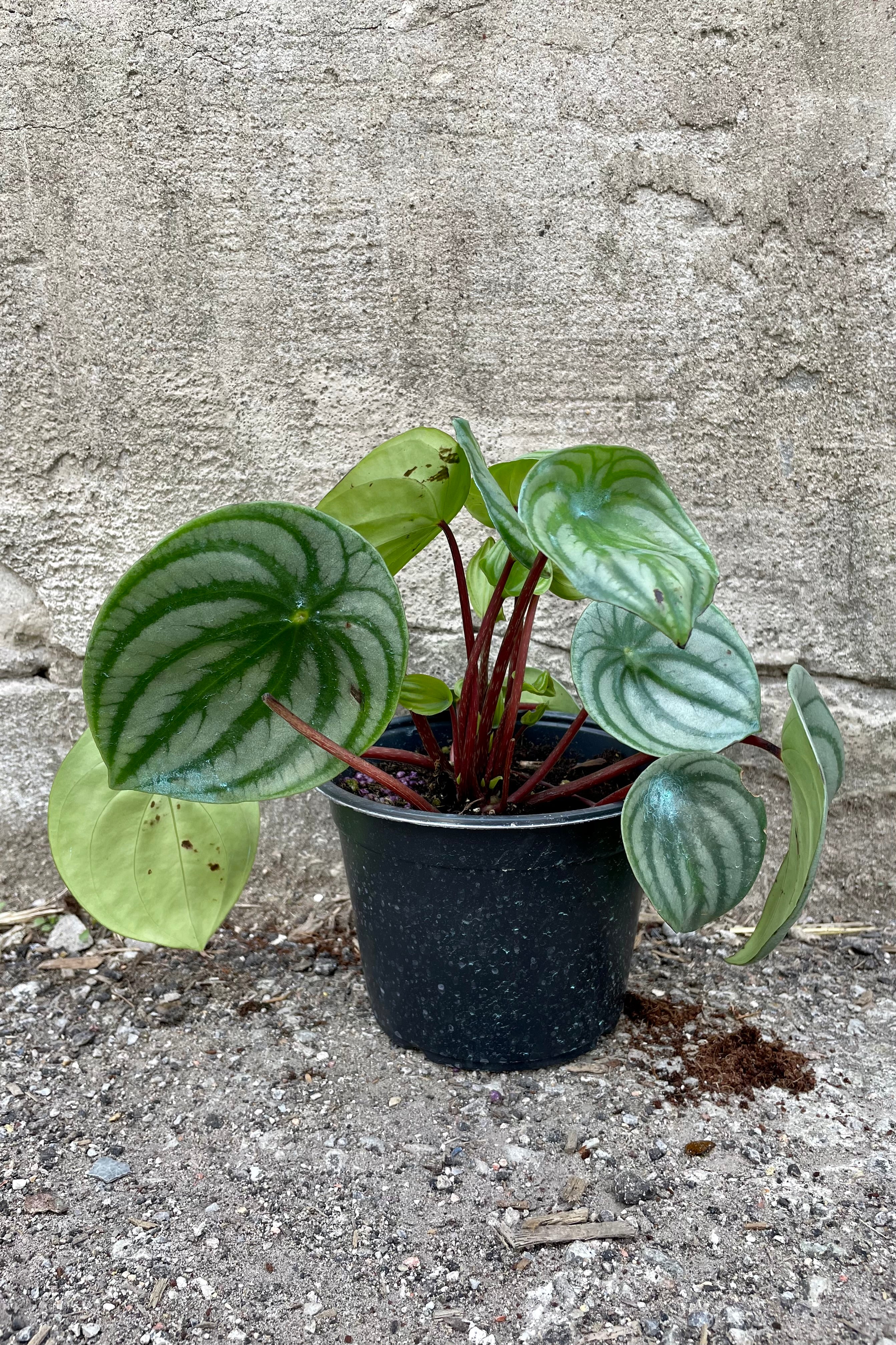 Peperomia argyreia "Watermelon" 6" black growers pot with variegated green leaves with stripes and maroon stems against a grey wall