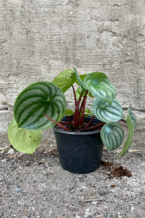 Peperomia argyreia "Watermelon" 6" black growers pot with variegated green leaves with stripes and maroon stems against a grey wall