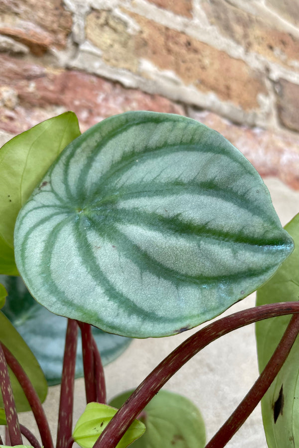 Detail of Peperomia argyreia "Watermelon"  6" variegated green leaves with stripes and maroon stems against a grey wall