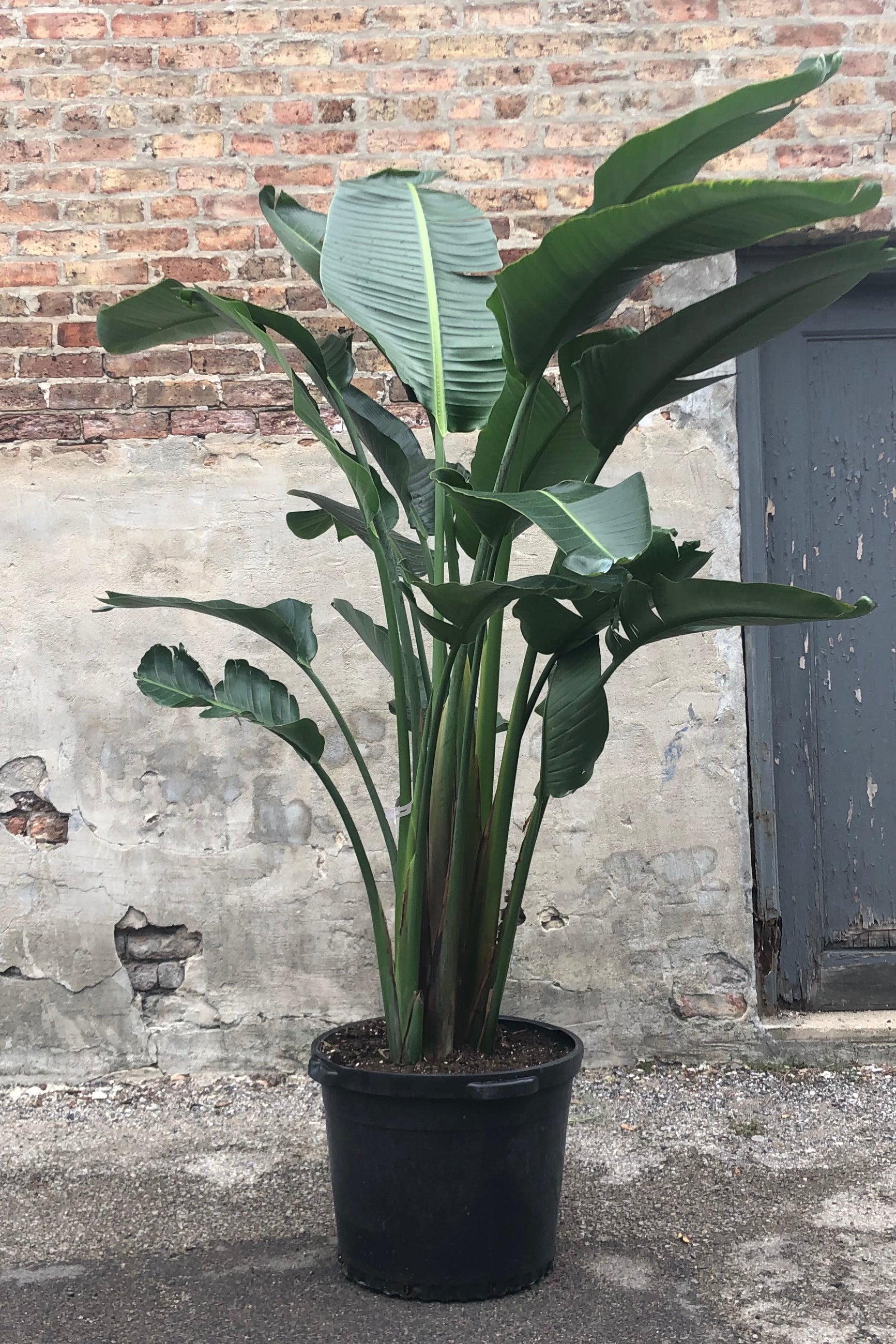 Strelitzia nicolai "White Bird of Paradise" in grow pot in front of concrete and brick wall ©Sprout Home