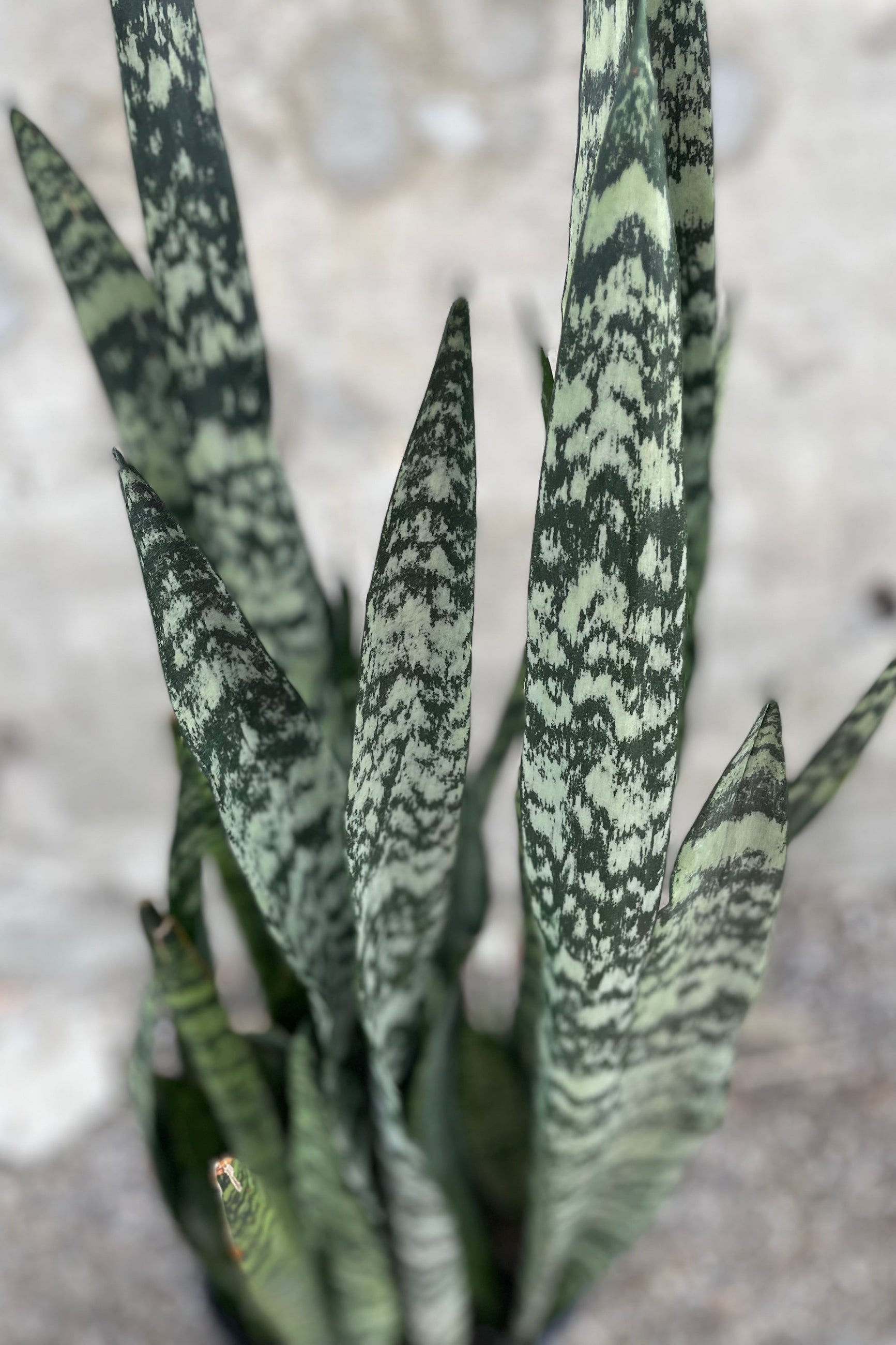 sansevieria wintergreen Sansevieria 'Wintergreen' 10"