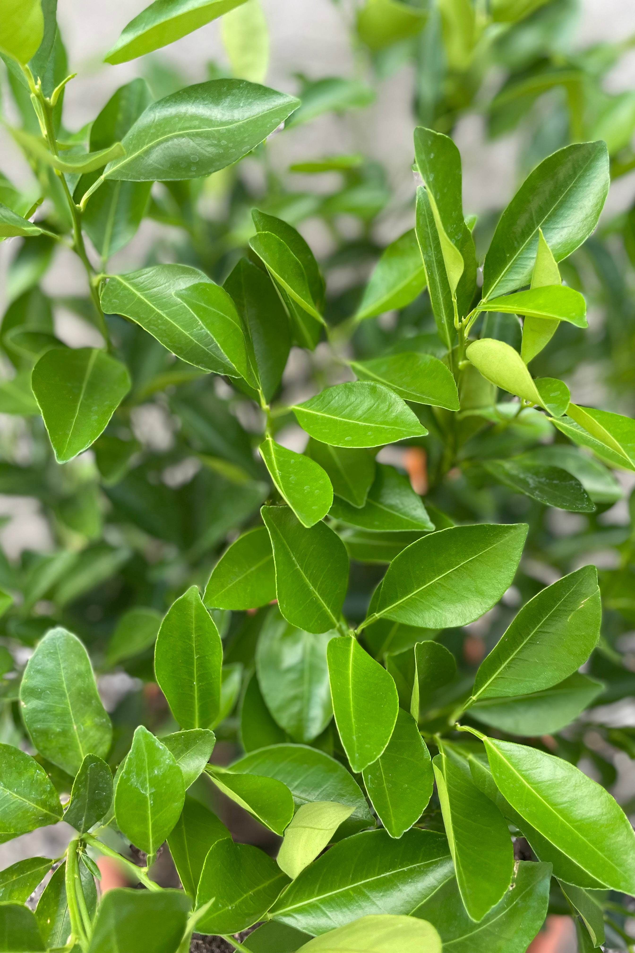 Citrus x microcarpa "Calamondin Orange" 12"
