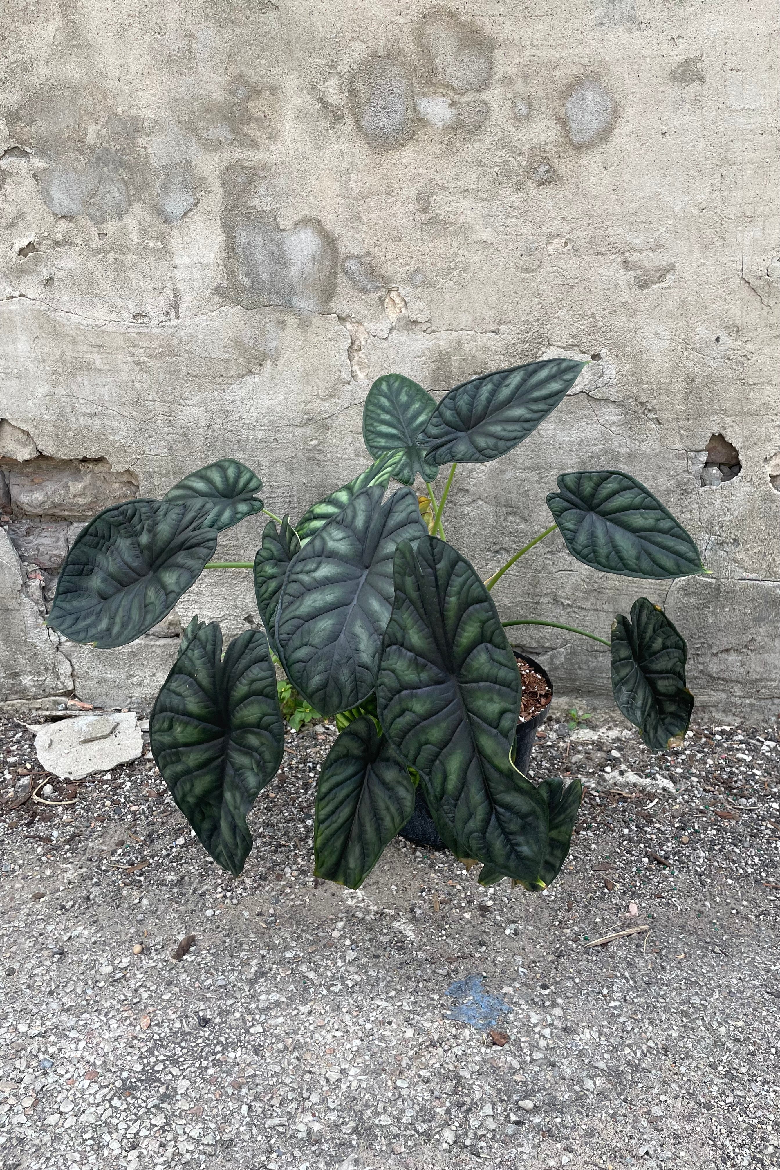 Alocasia baginda 'Dragon Scale' 10"