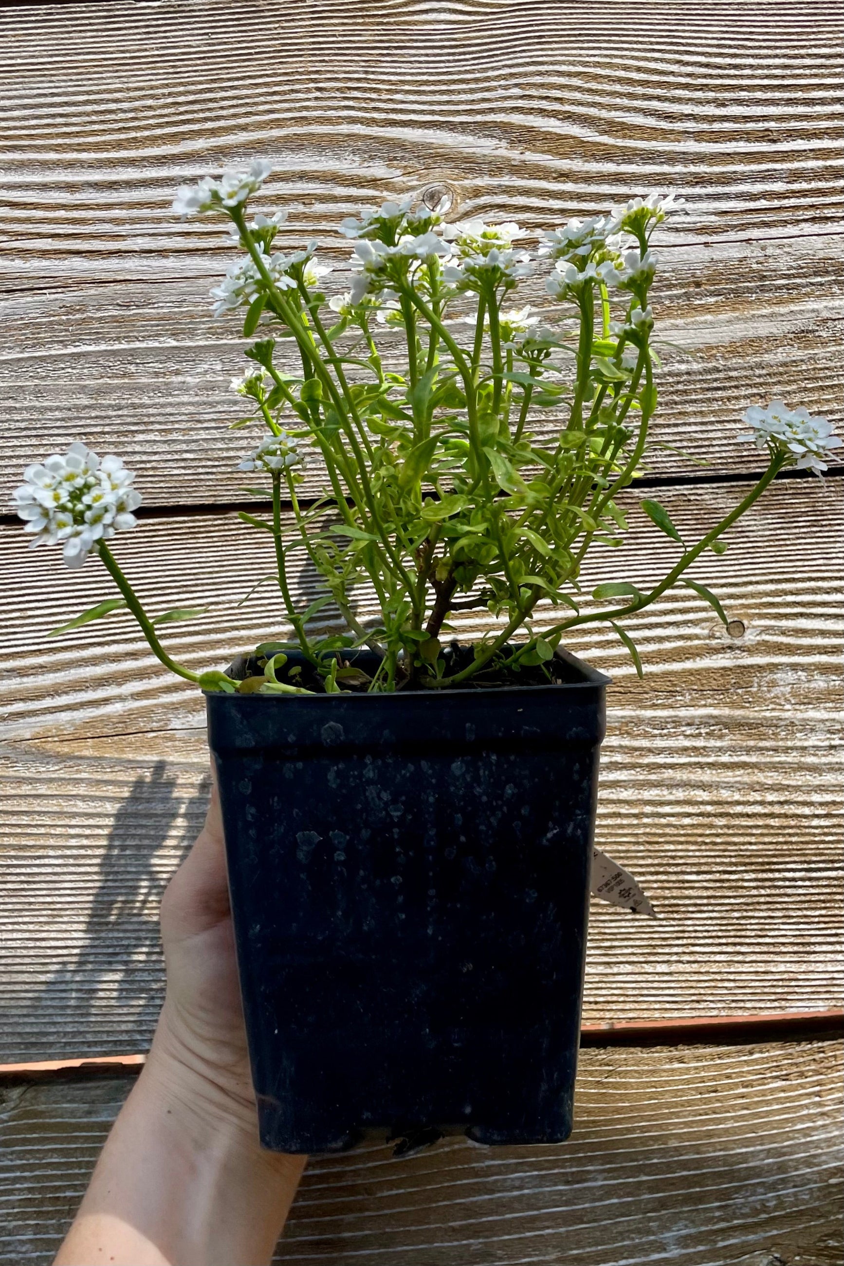 Detail picture of the cute white flowers in clusters on top of green stalks of the Iberis 'Purity' perennial in a 1qt container in front of a wood fence at Sprout Home. ©Sprout Home