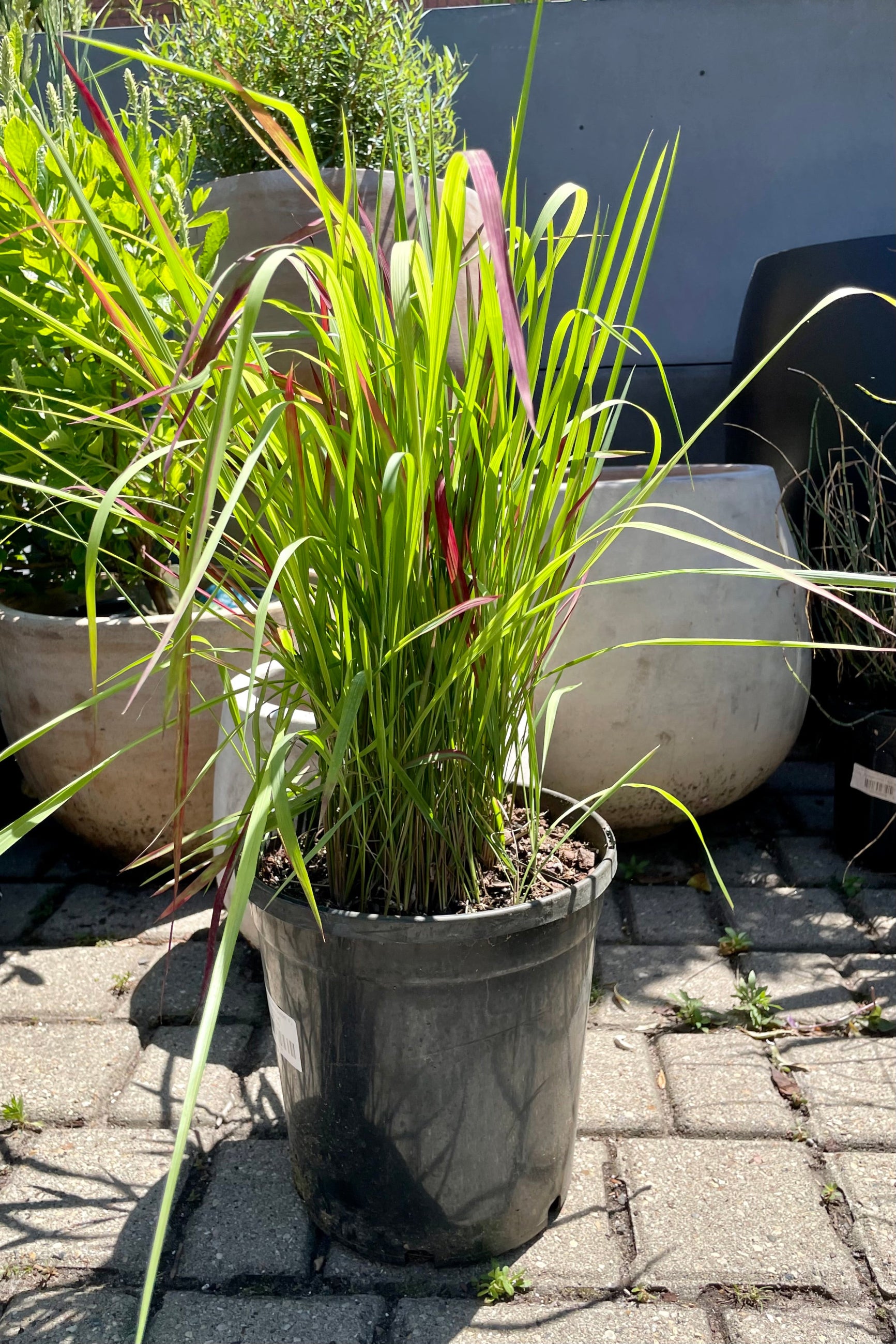 #2 pot size of Imperata 'Red Baron' grass in mid June showing the green to burgundy blades in front of ceramic pots at Sprout Home. ©Sprout Home