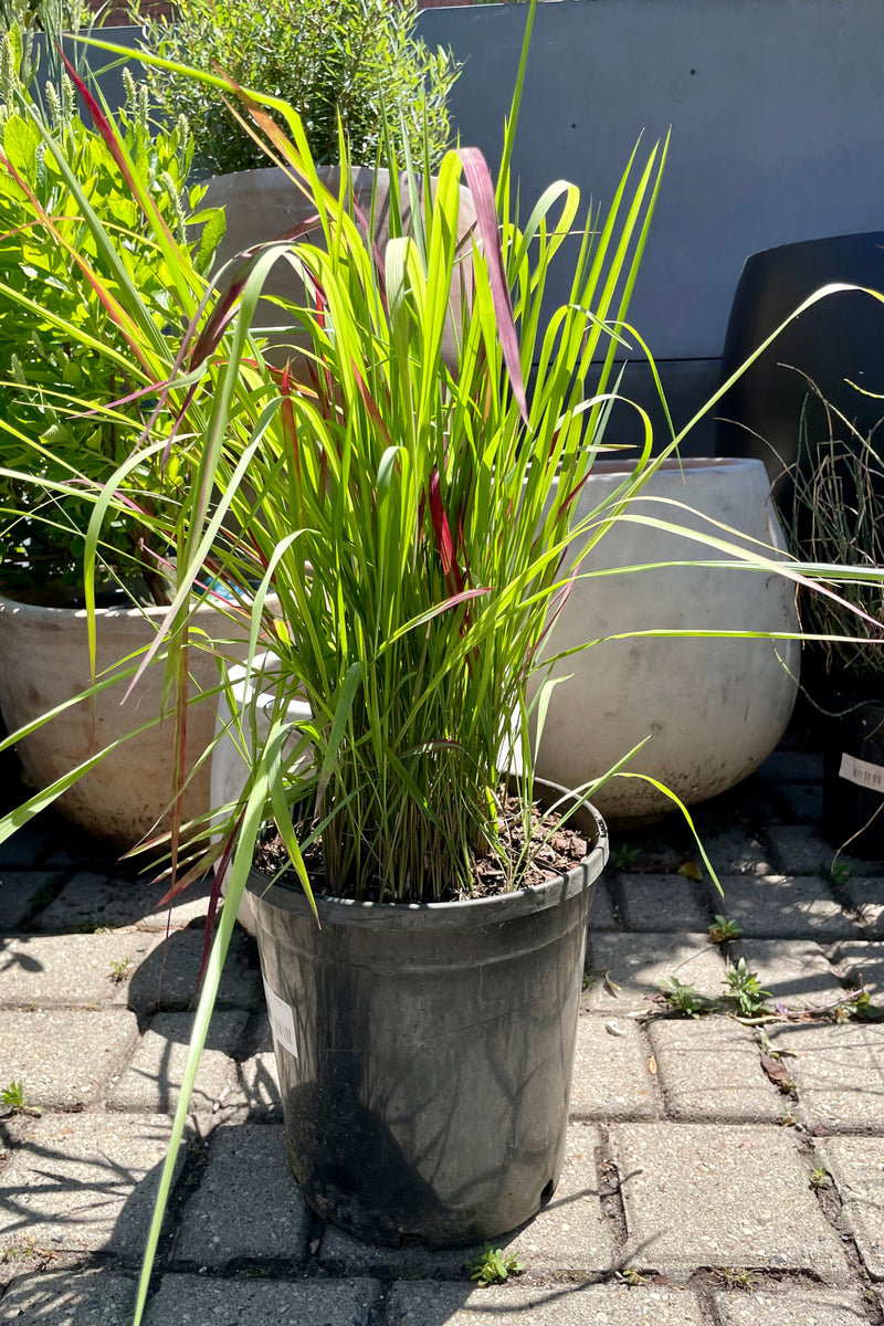 #2 pot size of Imperata 'Red Baron' grass in mid June showing the green to burgundy blades in front of ceramic pots at Sprout Home.