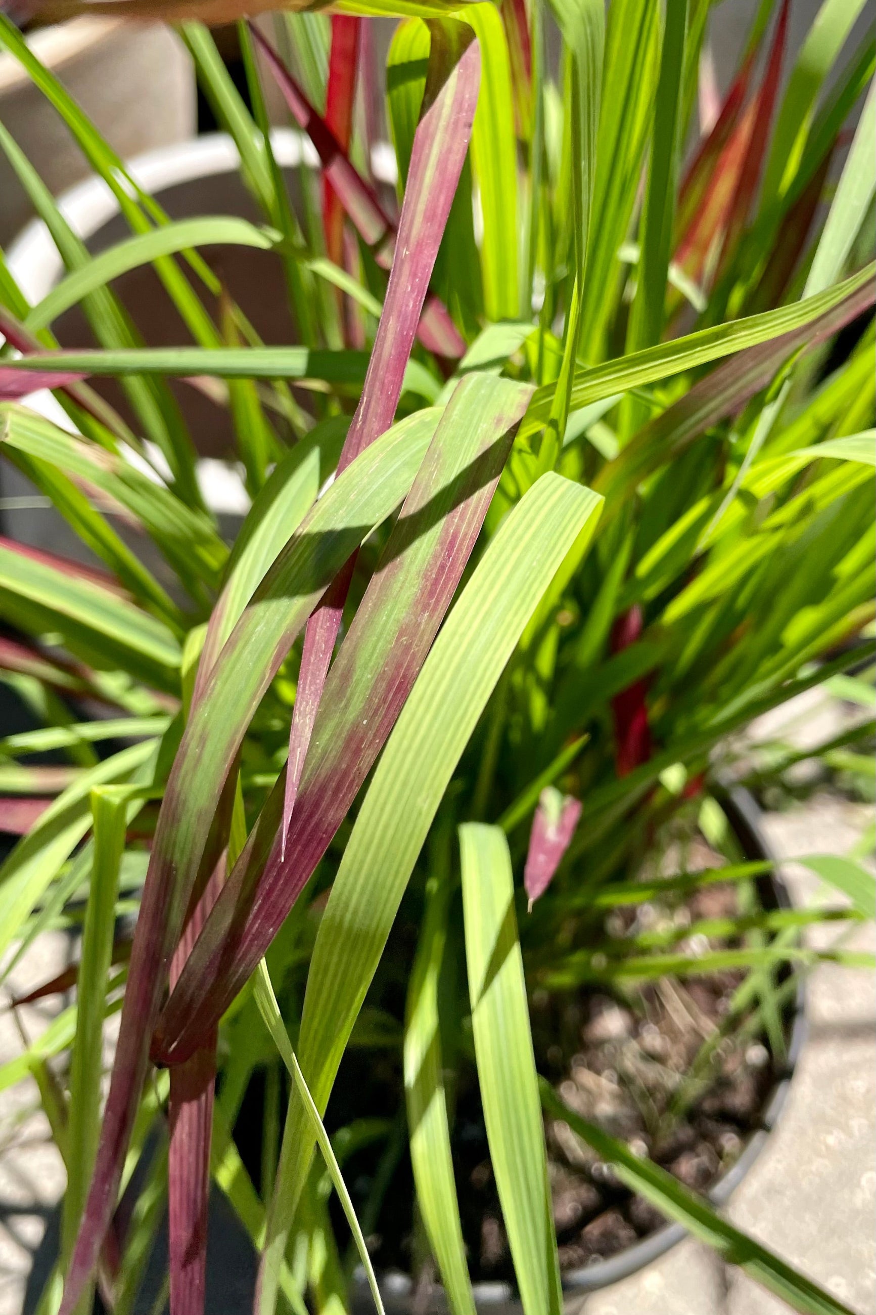 Imperata 'Red Barron' grass in mid June up close shot showing the green to burgundy blades at Sprout Home. ©Sprout Home