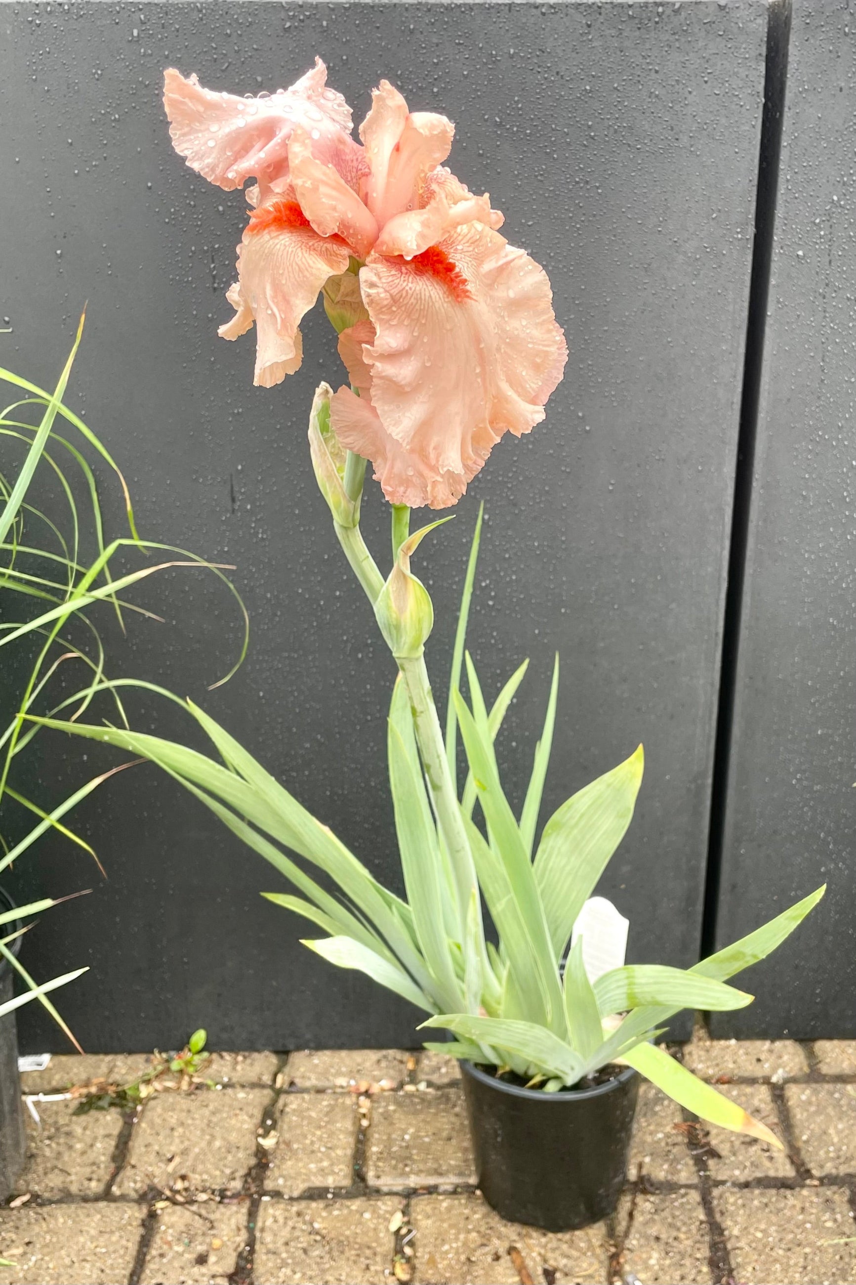 A #1 container of Iris 'Beverly Sills' in full bloom the end of May showing its massive ink to tangerine flowers a top green blue blades in front of a black backdrop at Sprout Home. ©Sprout Home
