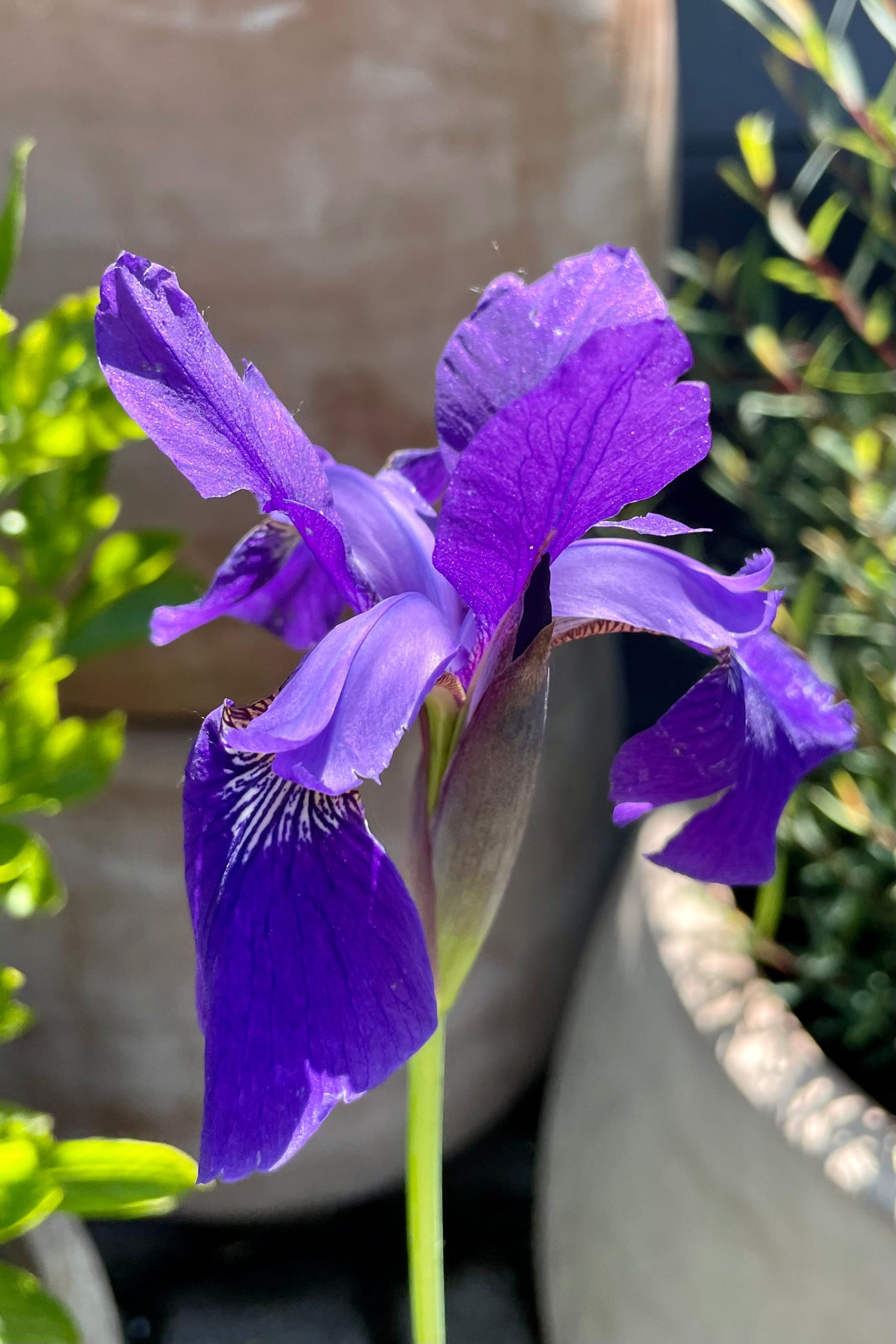The rich violet purple bloom of the Iris 'Caeasar's Brother' in mid June in front of terracotta pottery at Sprout Home. ©Sprout Home