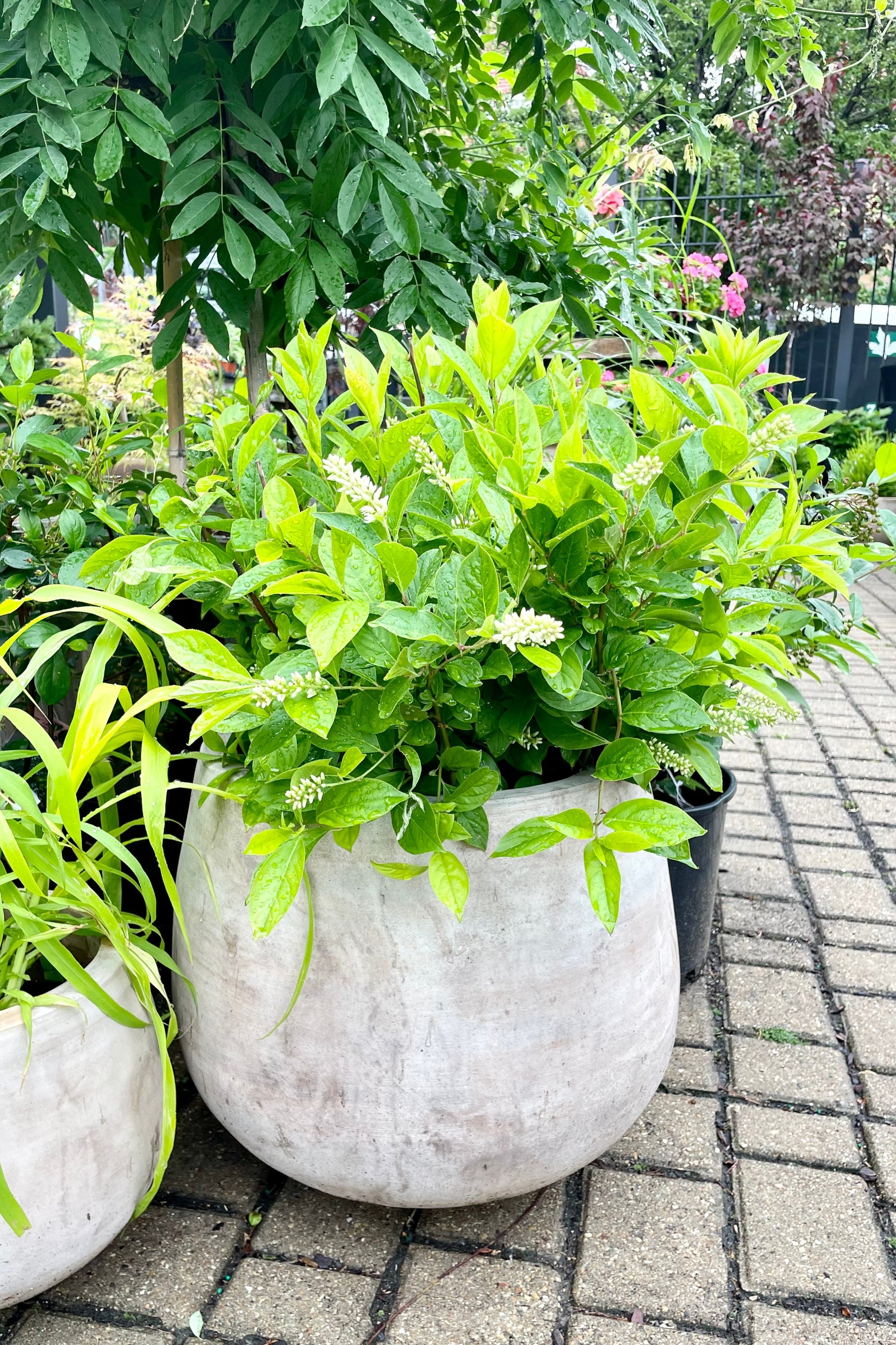 The Itea 'Little Henry' sweetspire bush sitting in a decorative terra cotta pot at Sprout Home the beginning of June just starting to bloom its white flowers on top of green ovate leafed foliage. ©Sprout Home