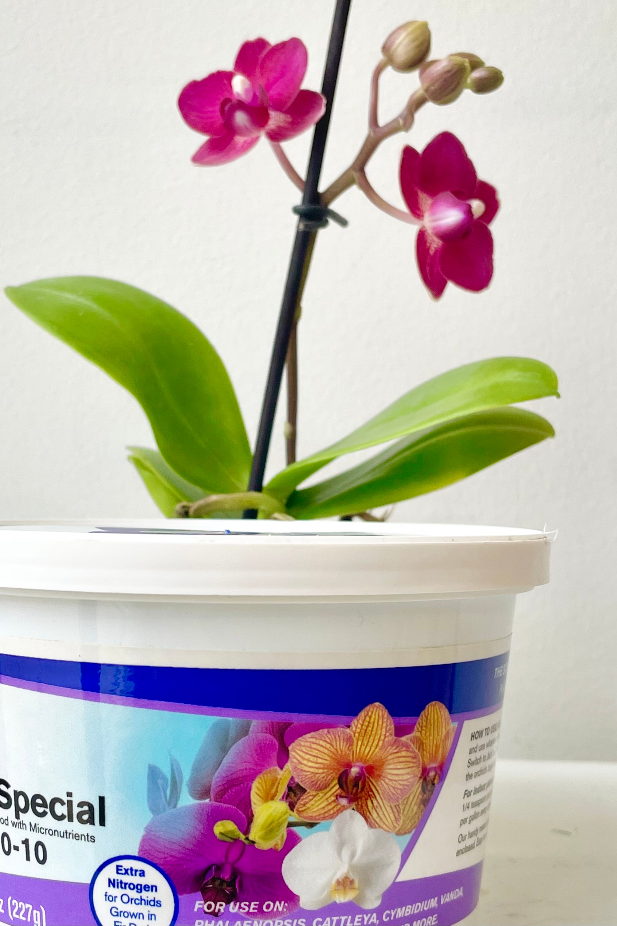 Jack's Orchid Special plant food container in front of an orchid against a white wall