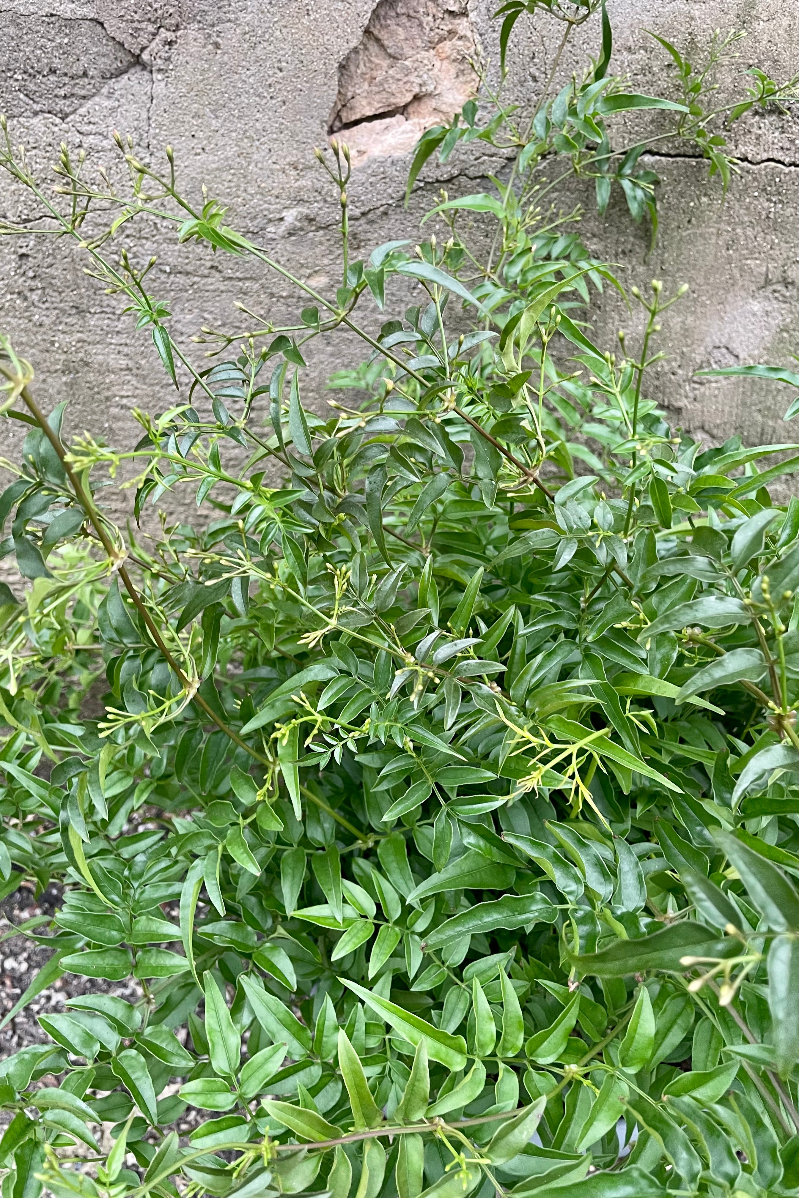 Detail picture of Jasmine polyanthum in bud state prior to bloom.