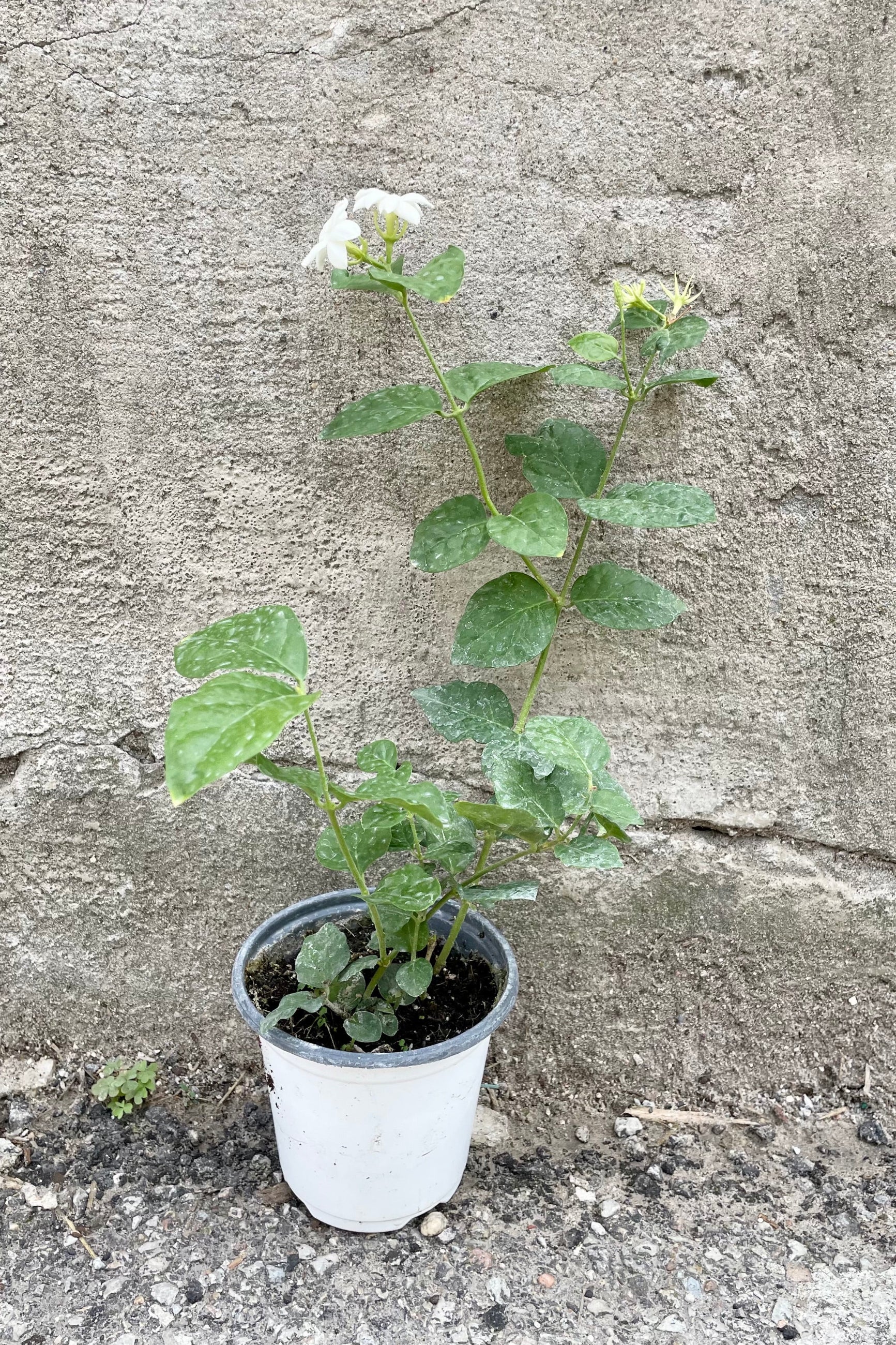 Jasminum sambac 4" in bloom against a concrete wall at Sprout Home. ©Sprout Home