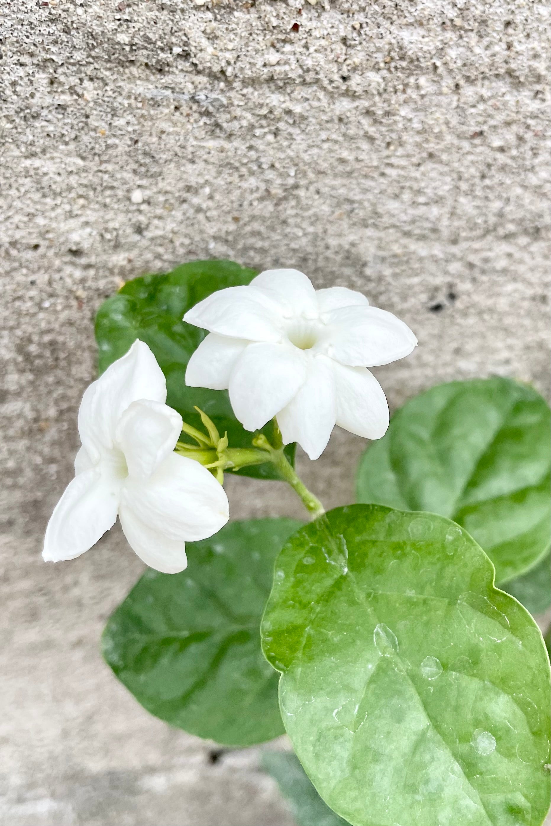 Jasminum sambac in bloom showing the white flower against the green leaves