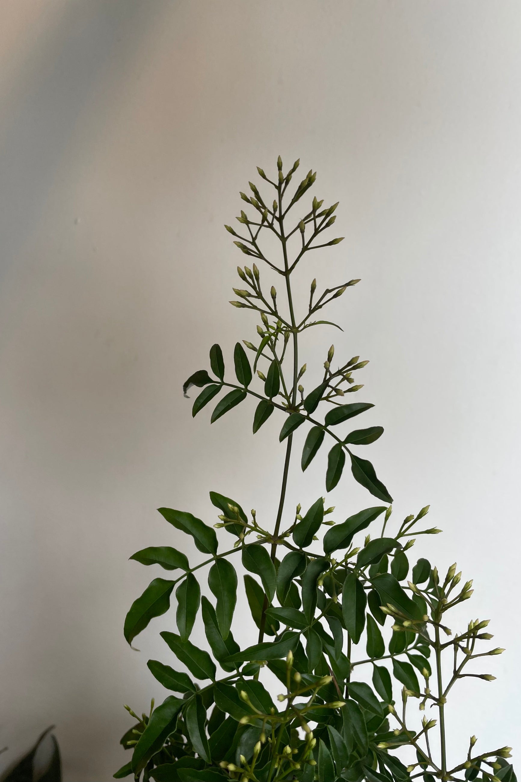 Close photo of Jasmine flower buds ©Sprout Home