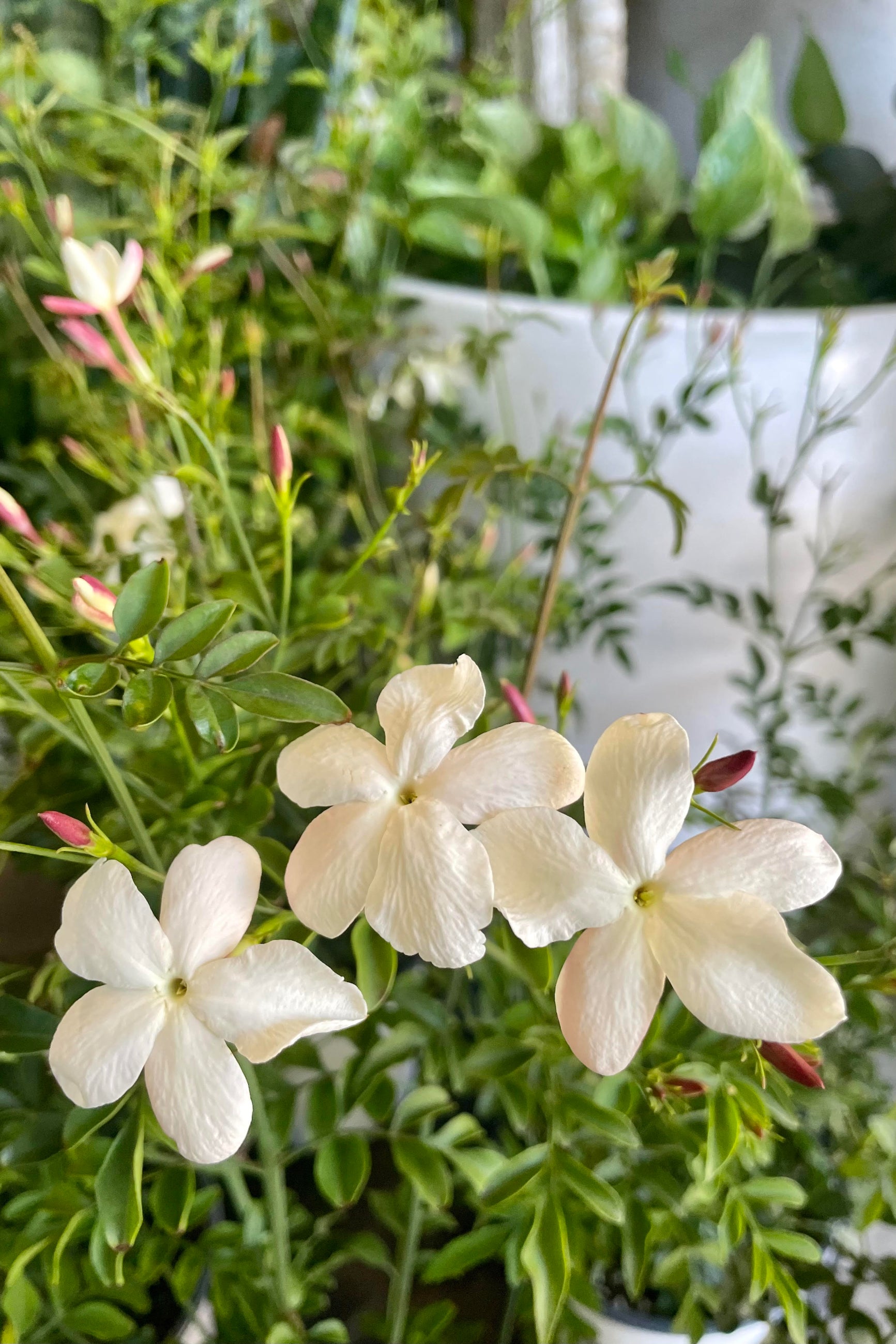 A picture of the Jasminum officinale 6" in bloom against its green foliage..©Sprout Home