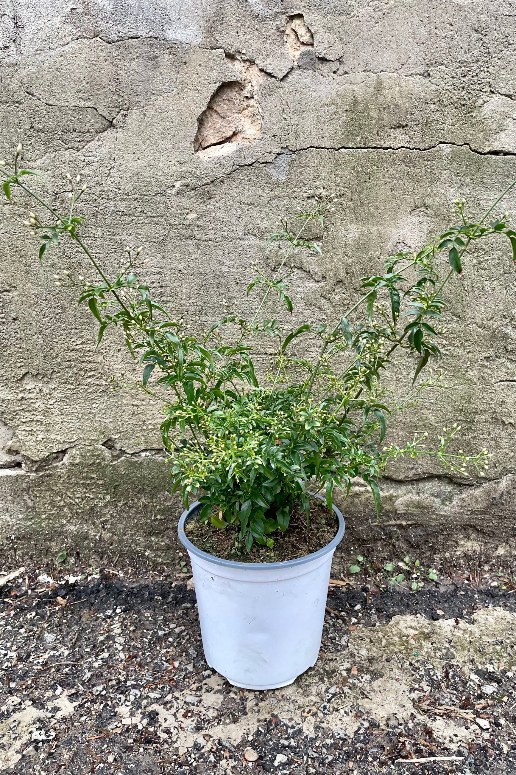 Jasminum polyanthum in a 6" growers pot against a concrete wall. ©Sprout Home