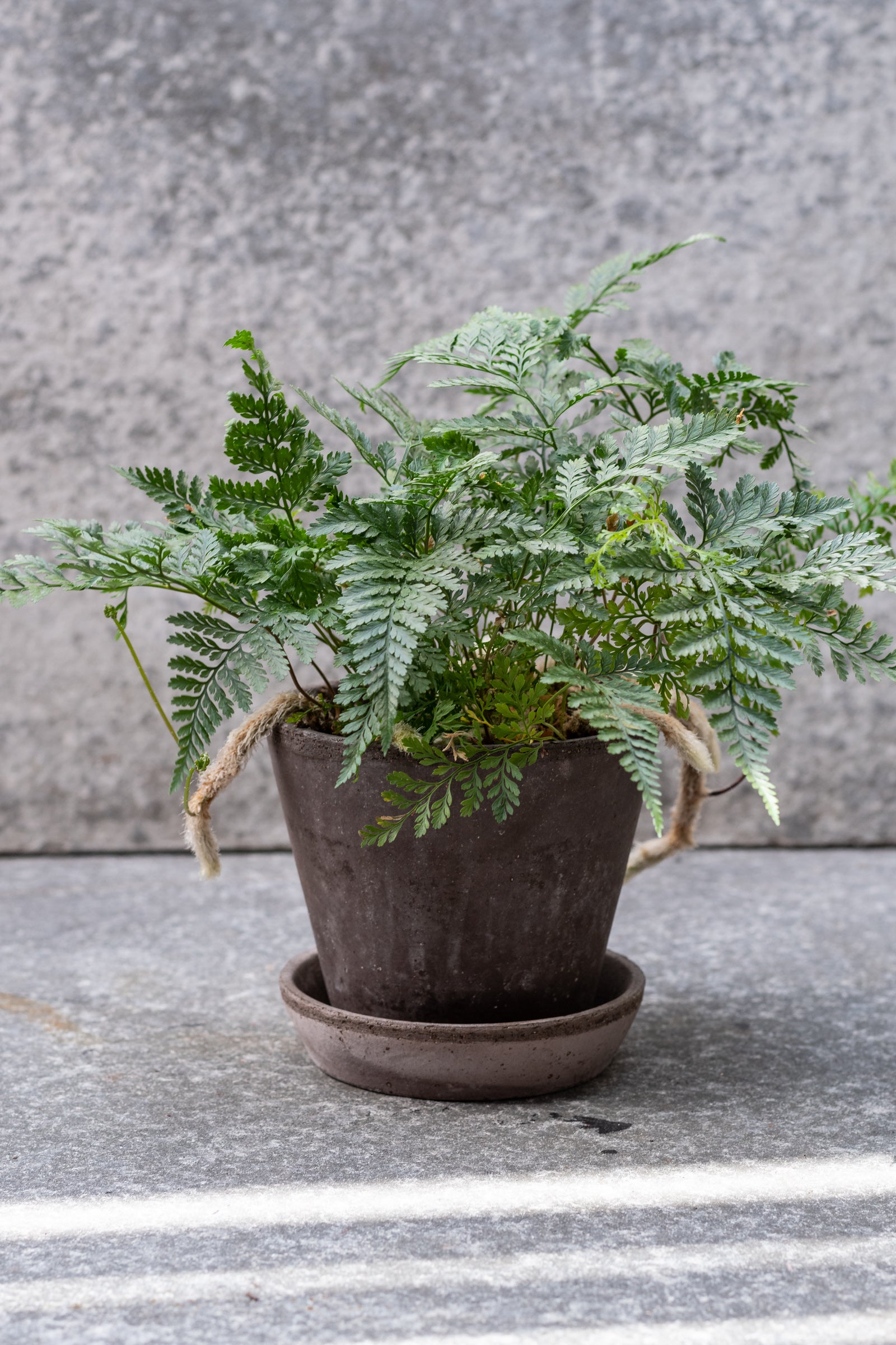 Gray Bergs Potter Julie pot planted with a fern ©Sprout Home