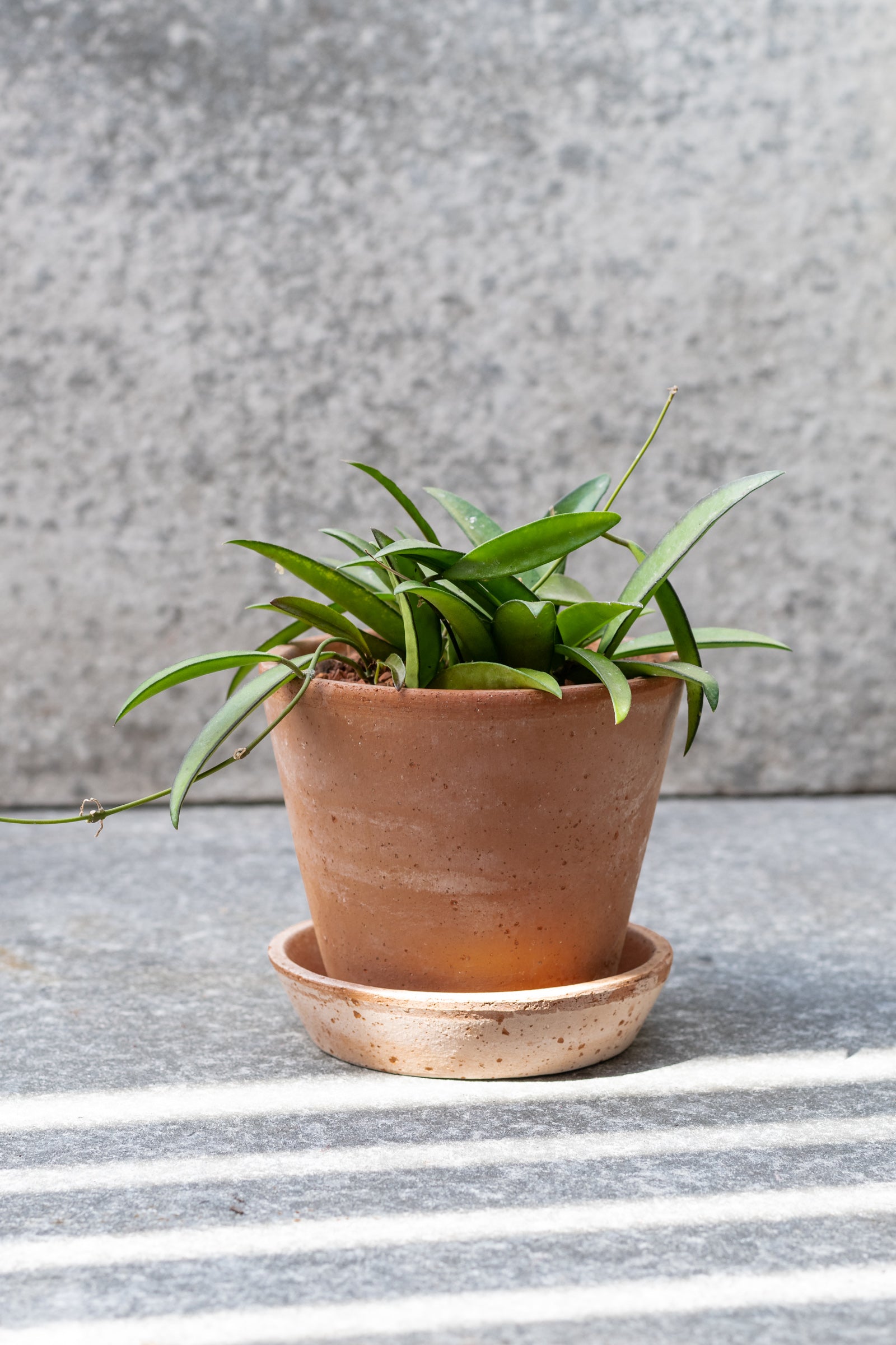 Rosa 4.7 inch Julie Pot by Bergs Potter on a grey surface outdoors. There is a small plant inside the pot