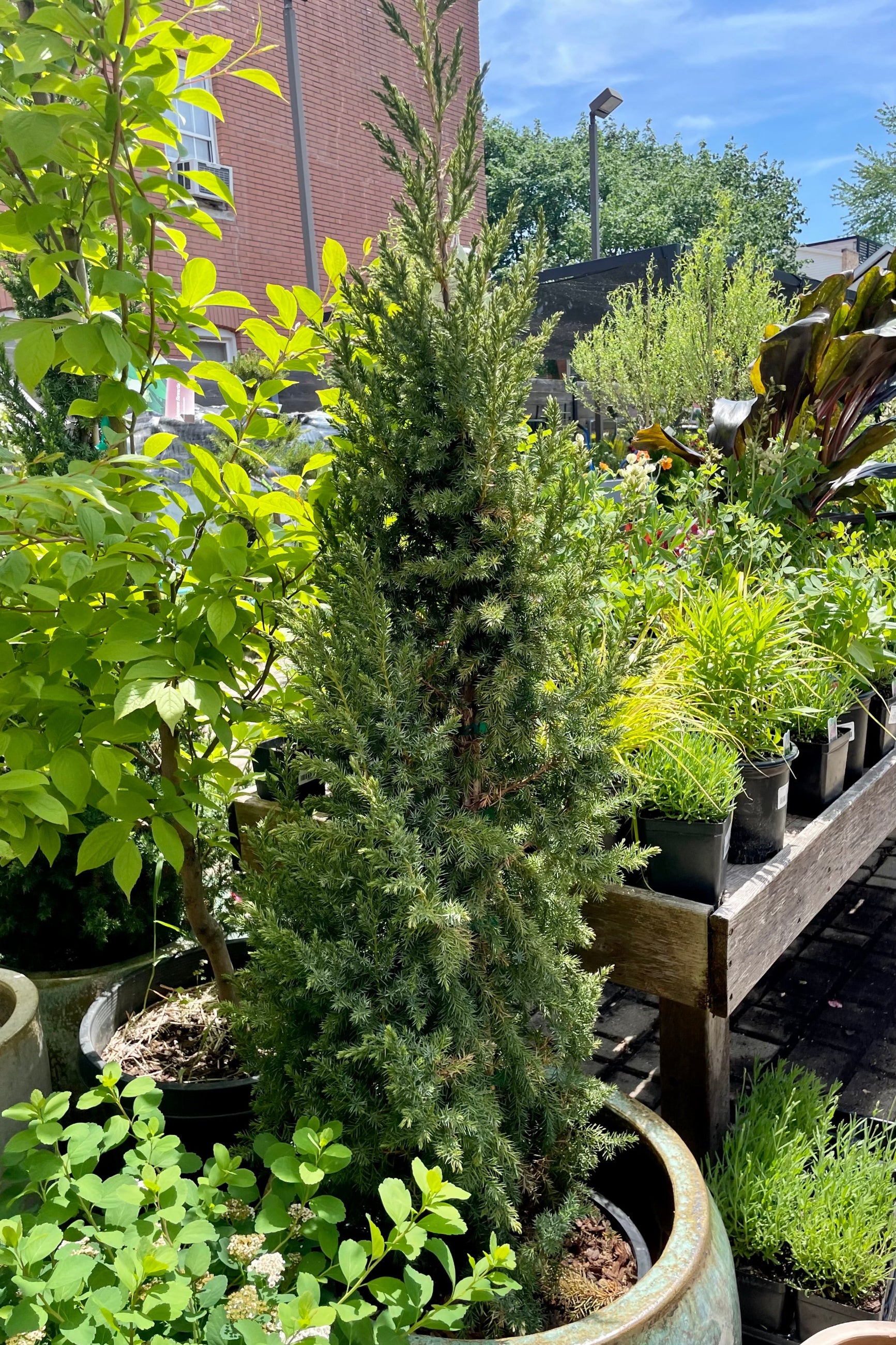 Juniper 'Star Power' in a #6 growers pot sitting in a decorative container with other nursery plants surrounding it at Sprout Home the beginning of June. ©Sprout Home
