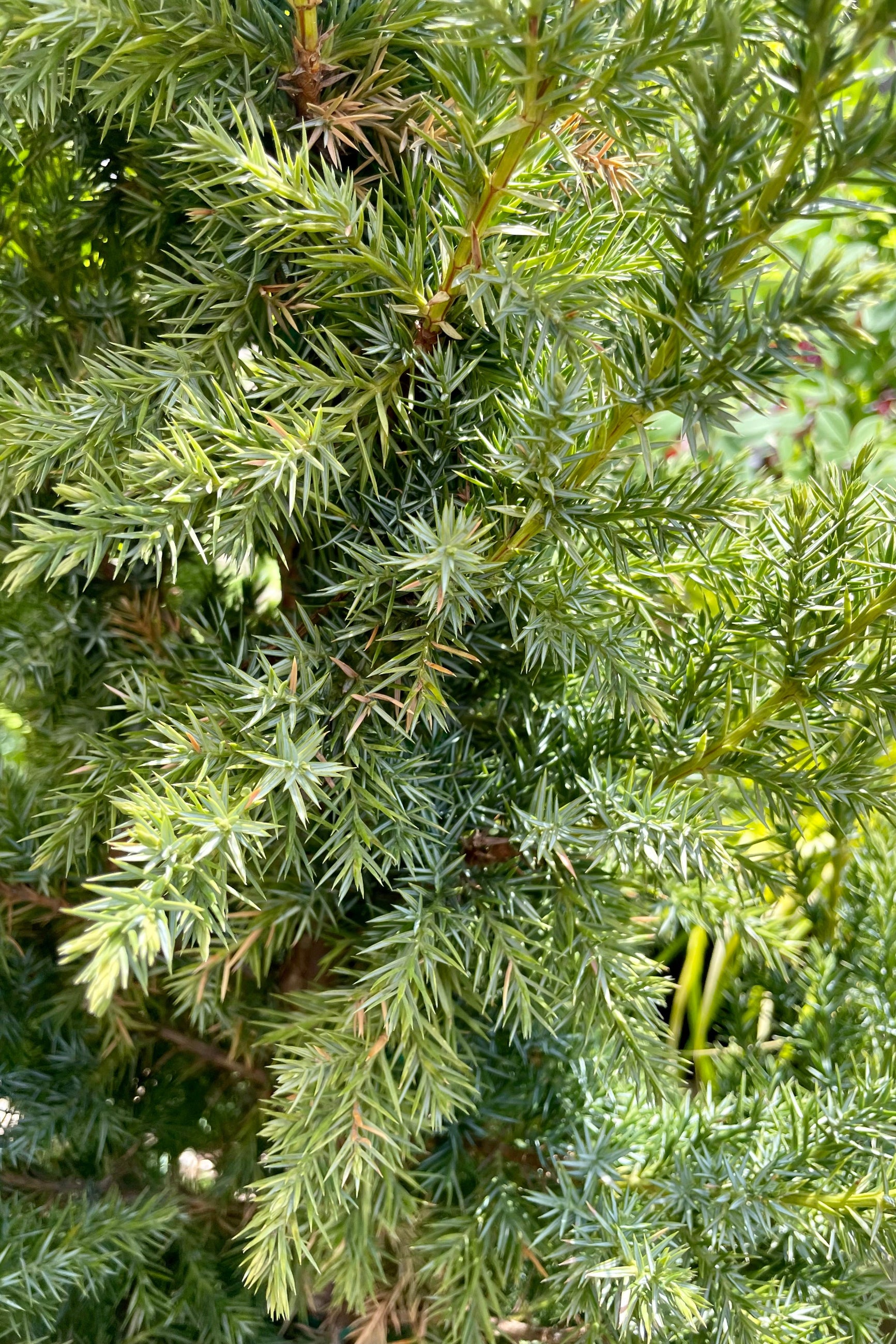 A detail picture of the blue green needles of the 'Star Power' Juniper the beginning of June at Sprout Home ©Sprout Home