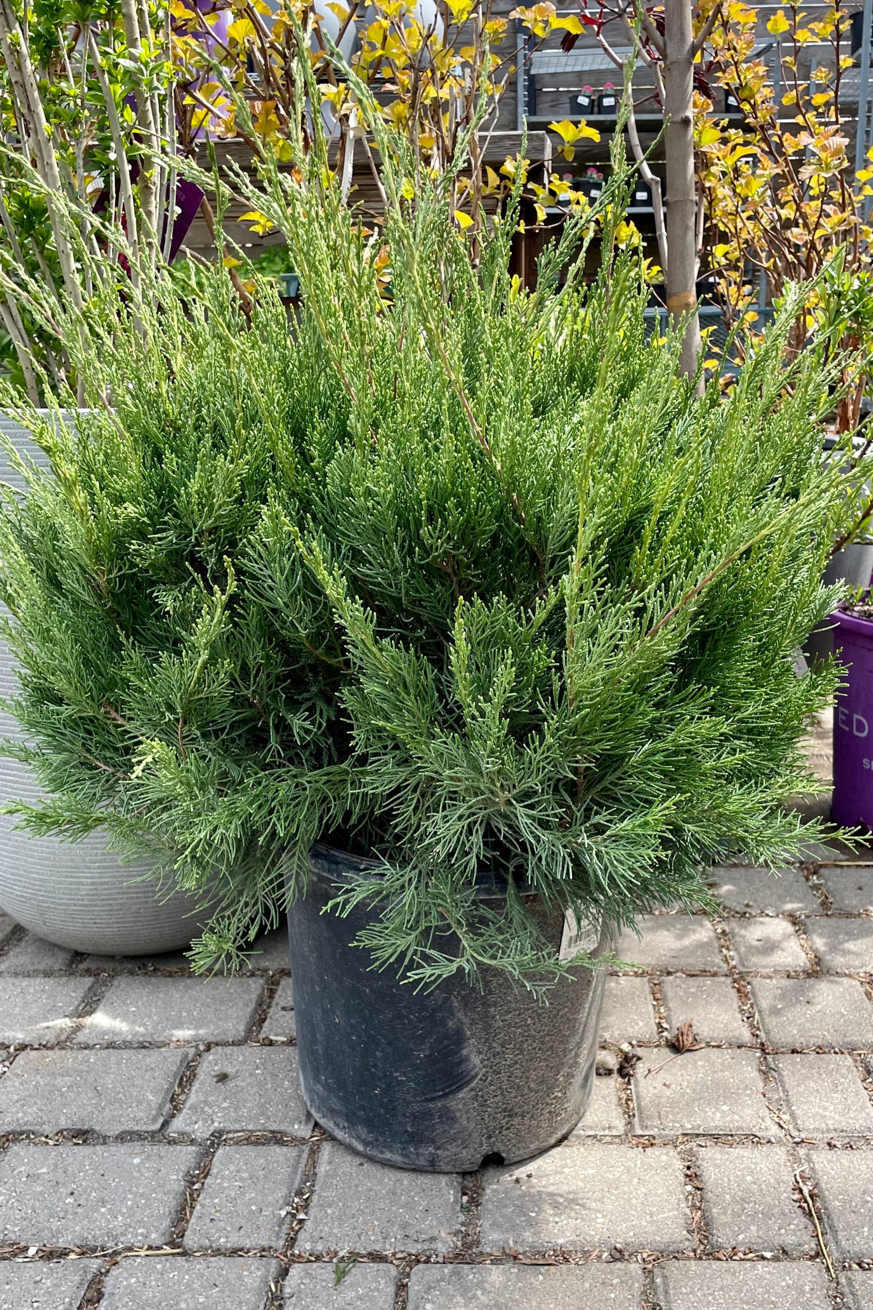 Juniperus 'Sea Green' in a #5 growers pot the middle of April showing the upright evergreen stems. ©Sprout Home